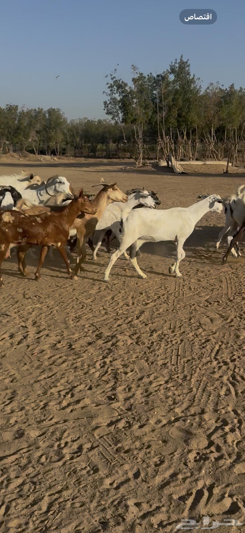 25 goats, one herd, male, sold for 820 no bargaining ((SOLD))63760388276225113
