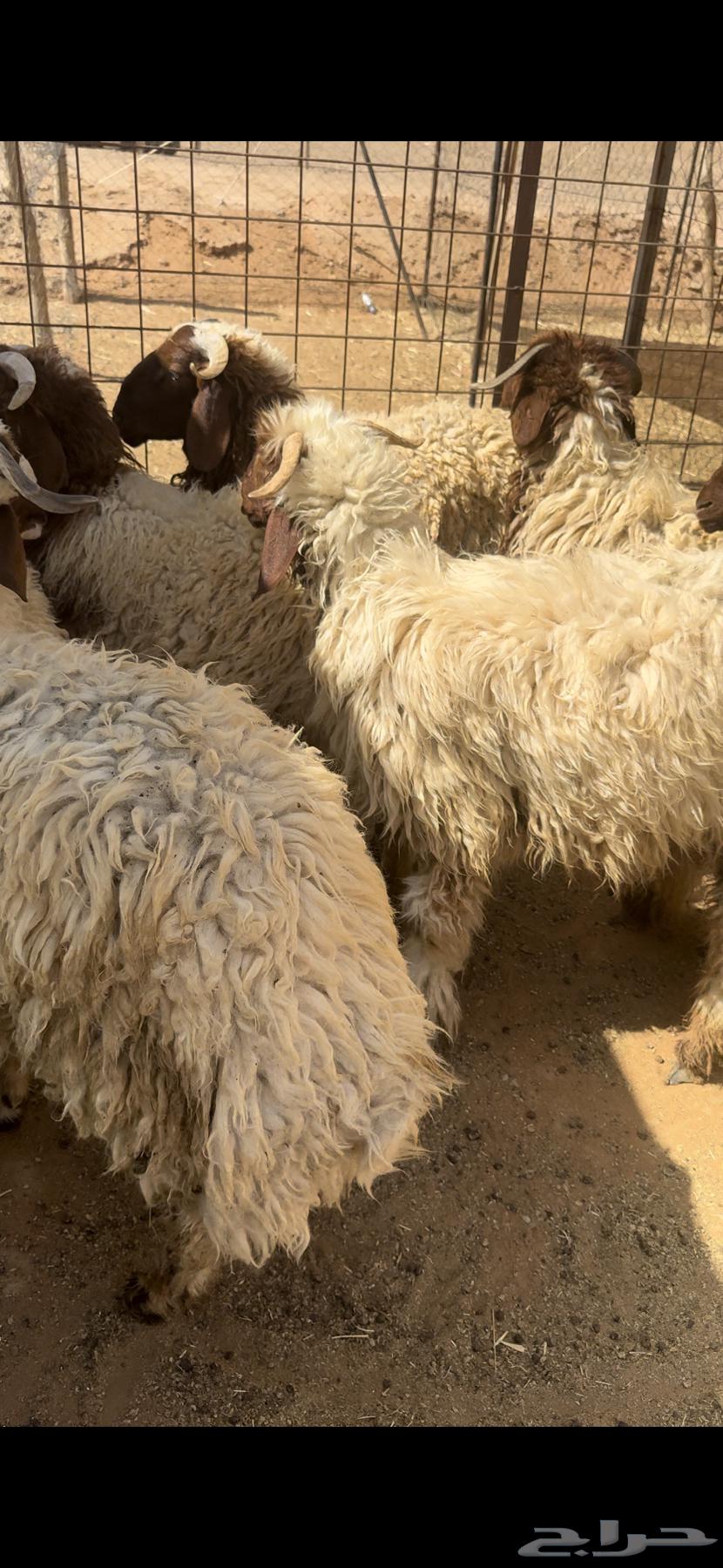 للبيع جذعان نعيم بلدي63758335878018110