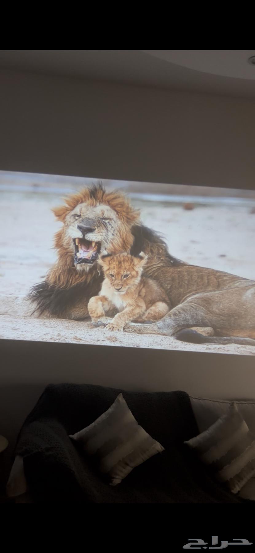 Projector63702791188227112