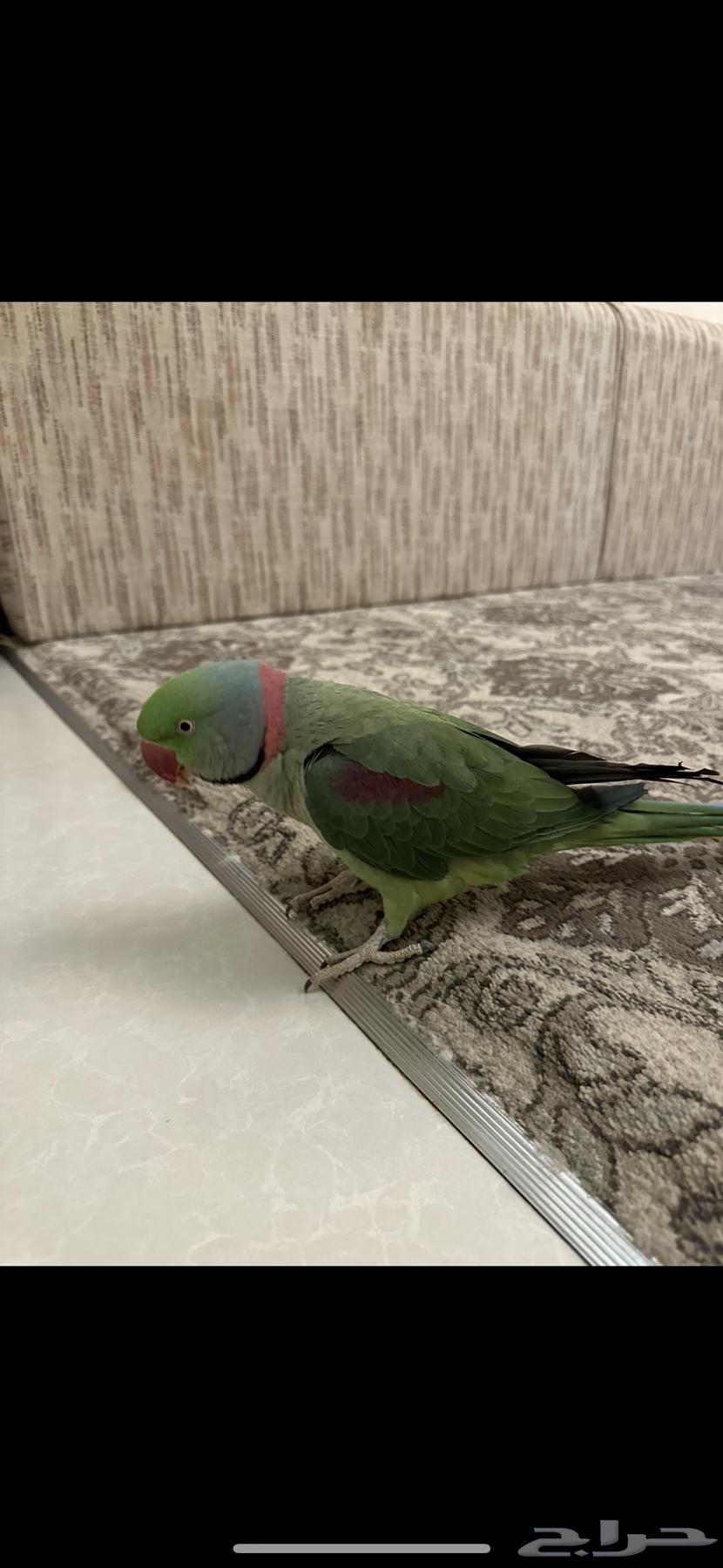 للبيع بغبغاء63758335632002110