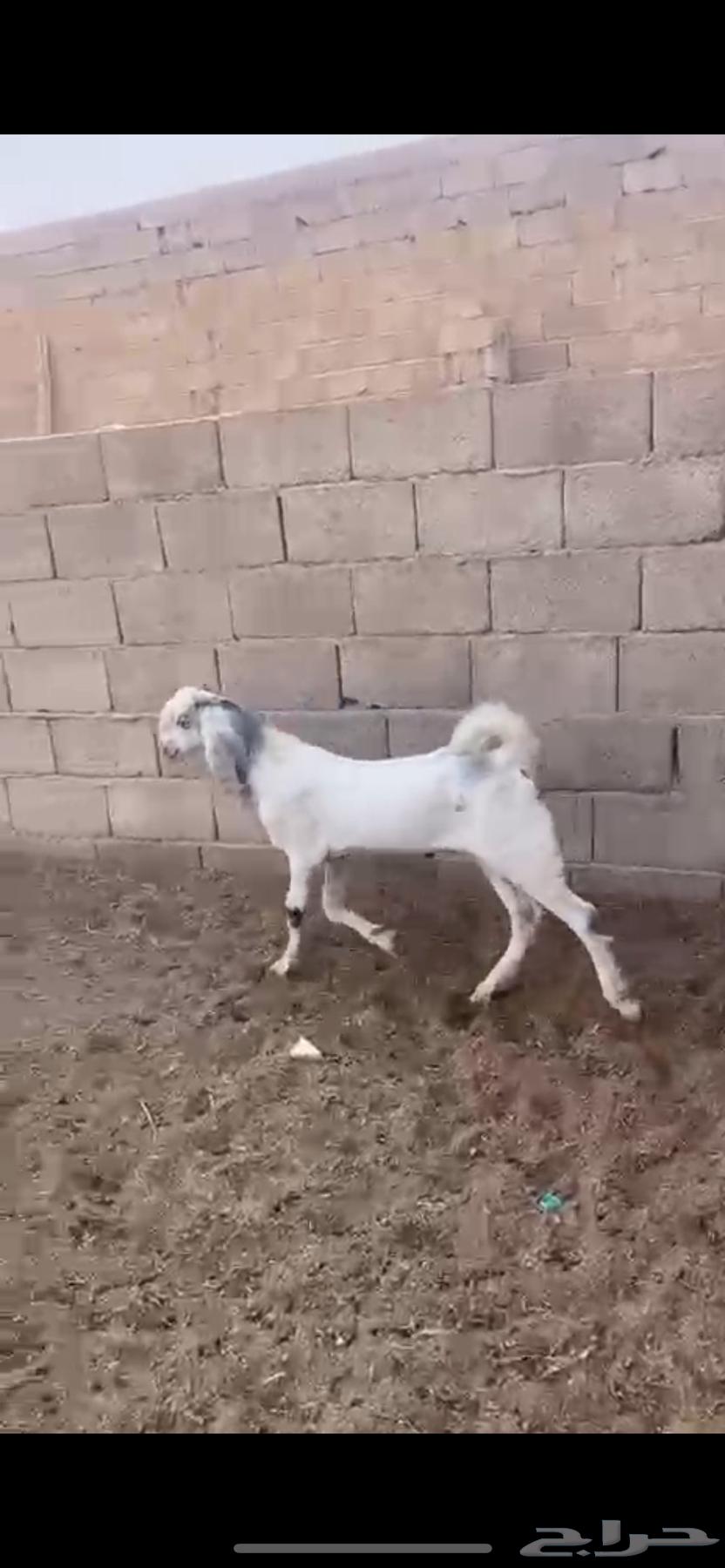 تيس ( تم البيع )63761609365378110