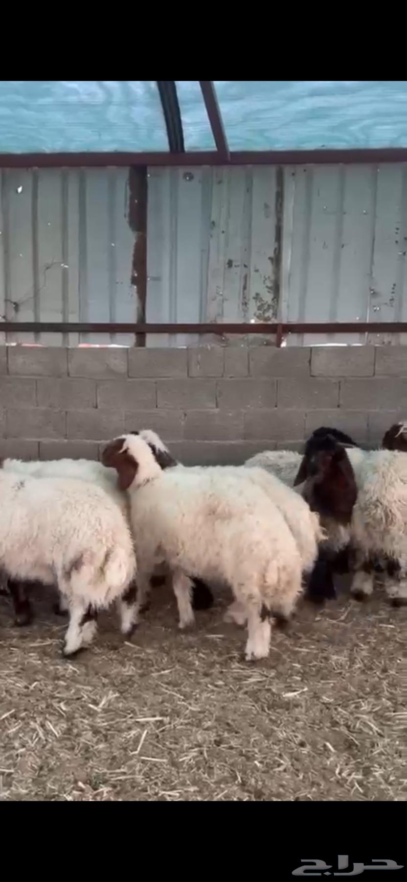 للبيع نعيم فاخر وناهي63758827584515110