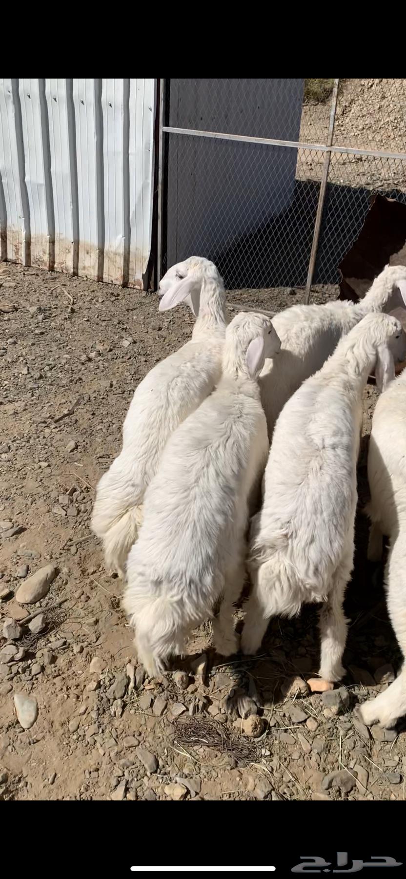 رخال للبيع63752737873154112