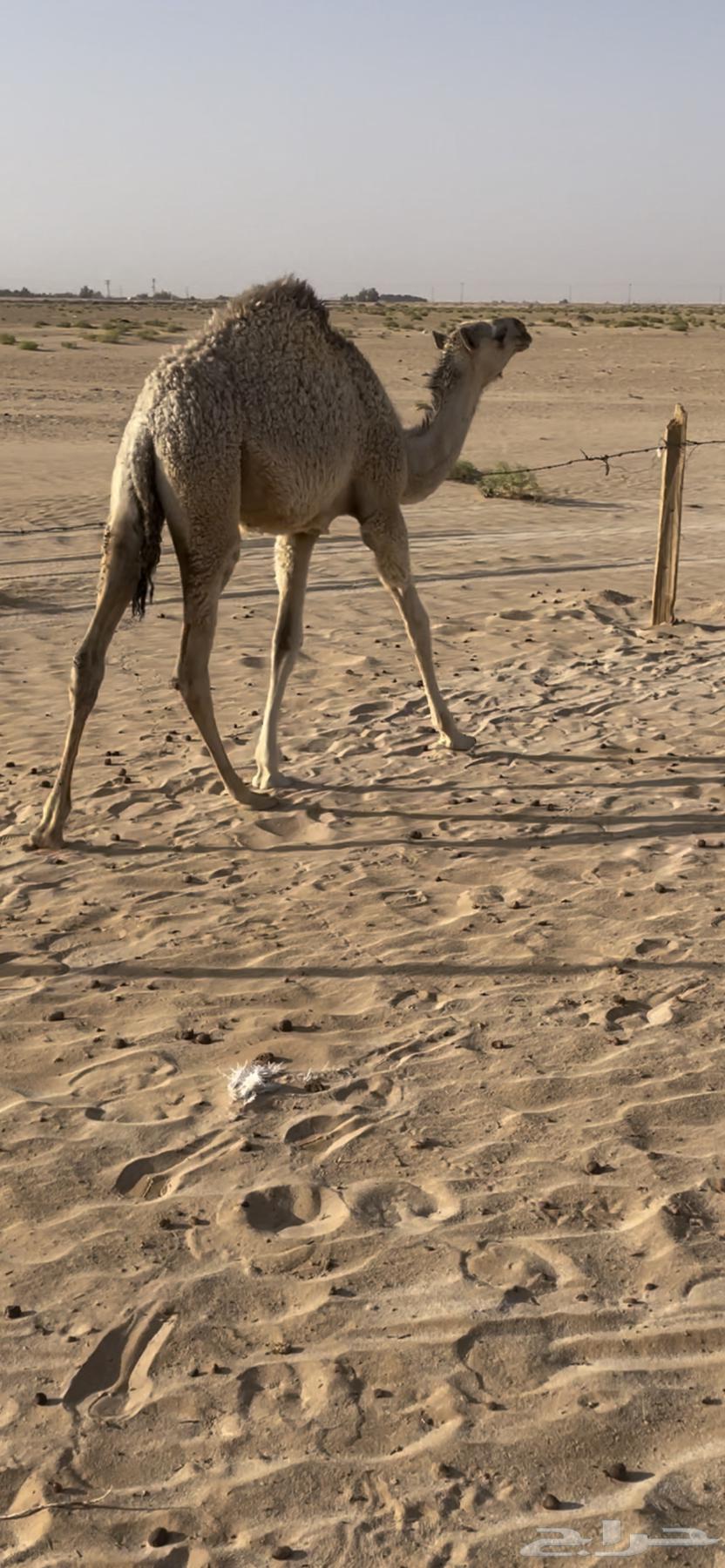 للبيع بكره63754903072259110