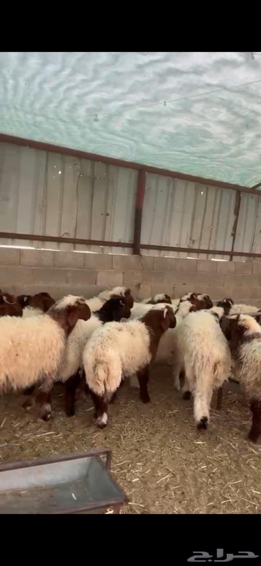 للبيع نعيم فاخر وناهي63758827584515114