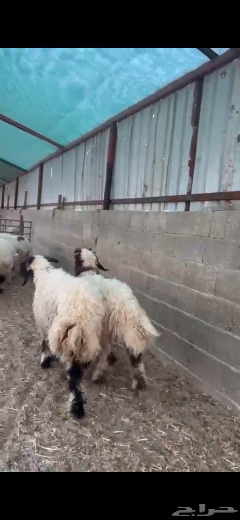 للبيع نعيم فاخر وناهي63758827584515111
