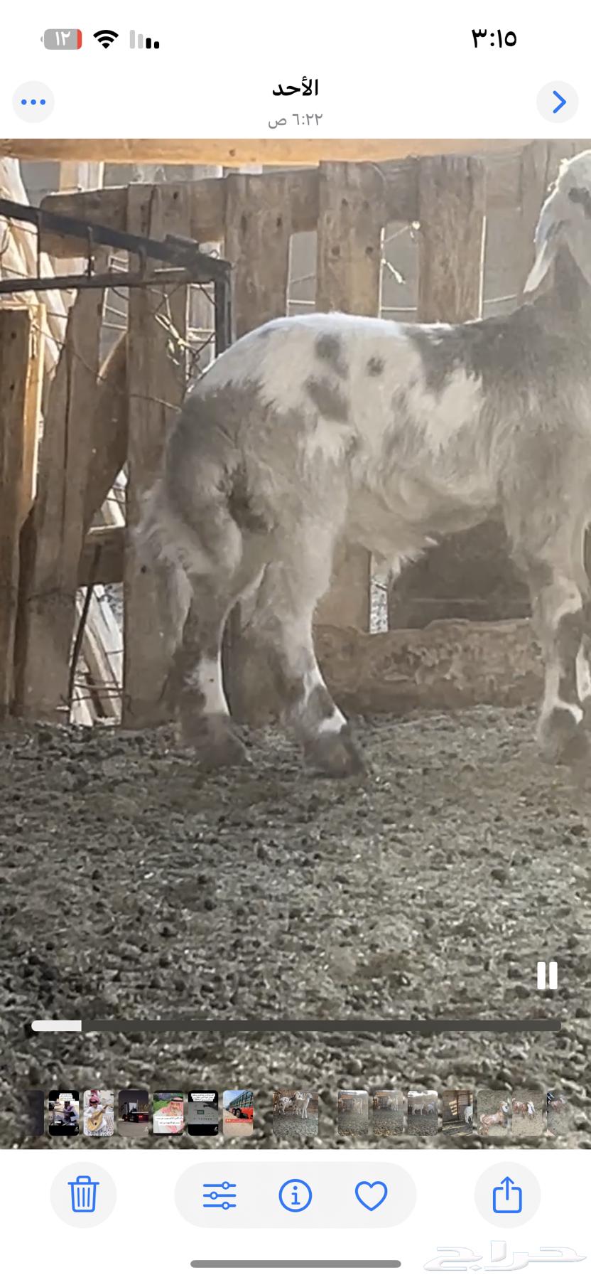 His health is good, his back is healthy, his side is healthy, suitable for 3.5 months old63755395837569112