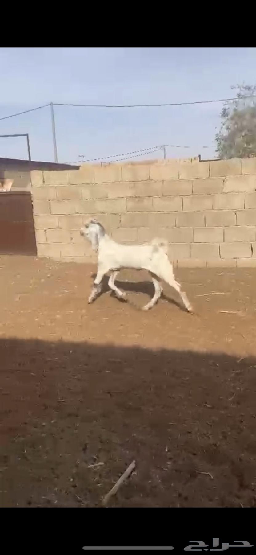 تيس ( تم البيع )63761609365378111