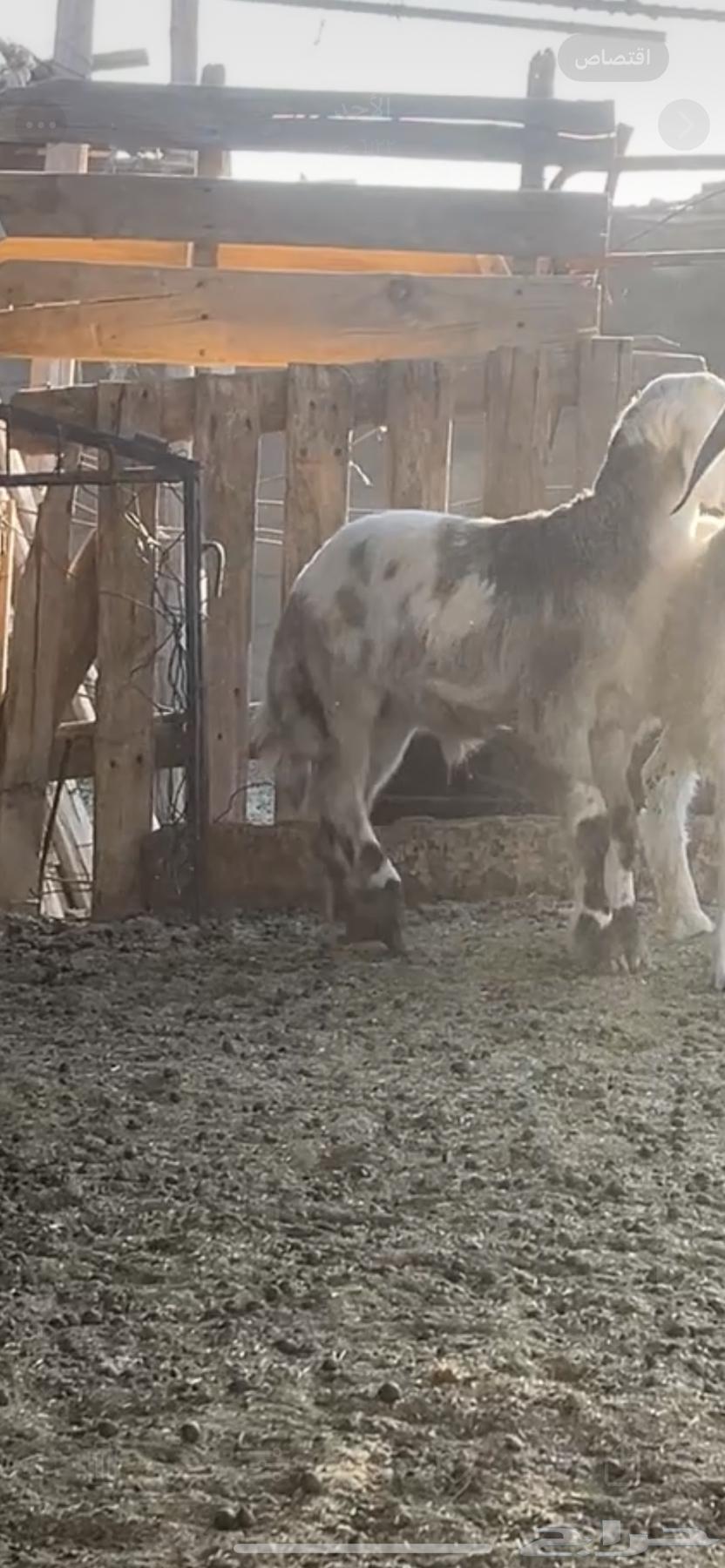 His health is good, his back is healthy, his side is healthy, suitable for 3.5 months old63755395837569111