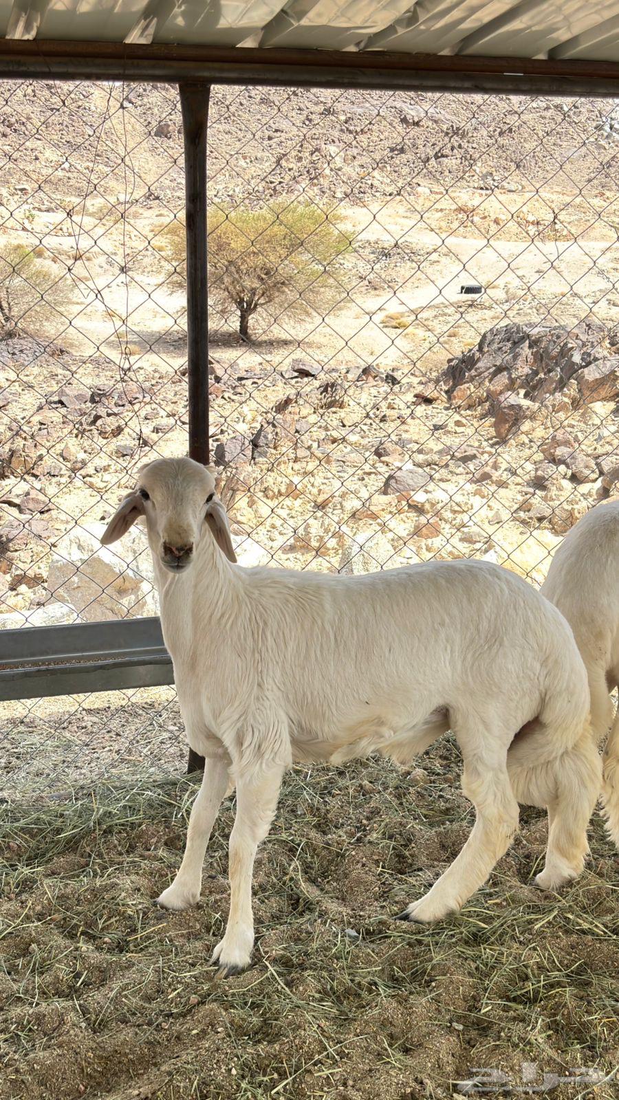 4 sheep with wool and conditions63752344756609110