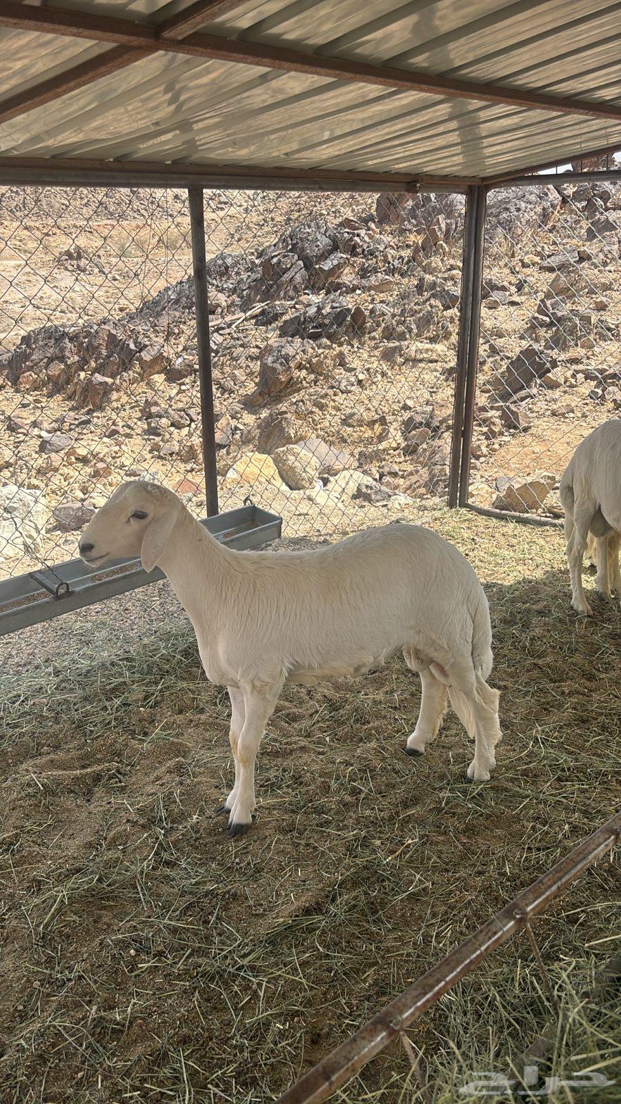 4 sheep with wool and conditions63752344756609111