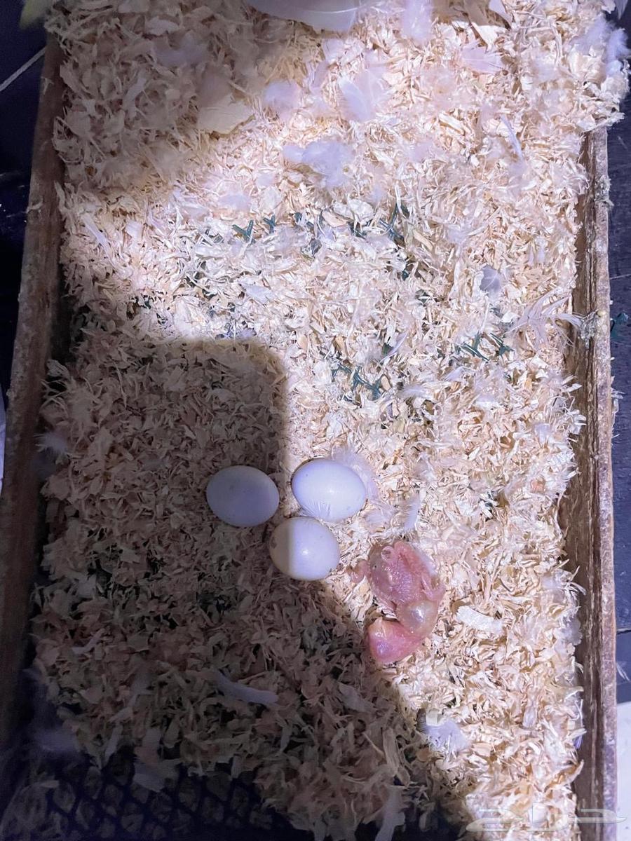 البينو للبيع مع الفروخ63757452075522110