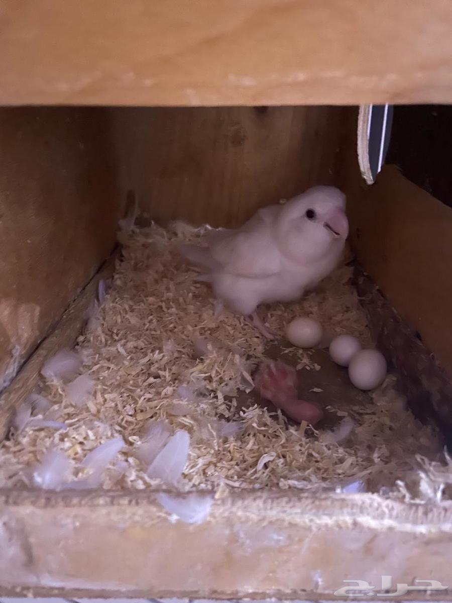 البينو للبيع مع الفروخ63757452075522113