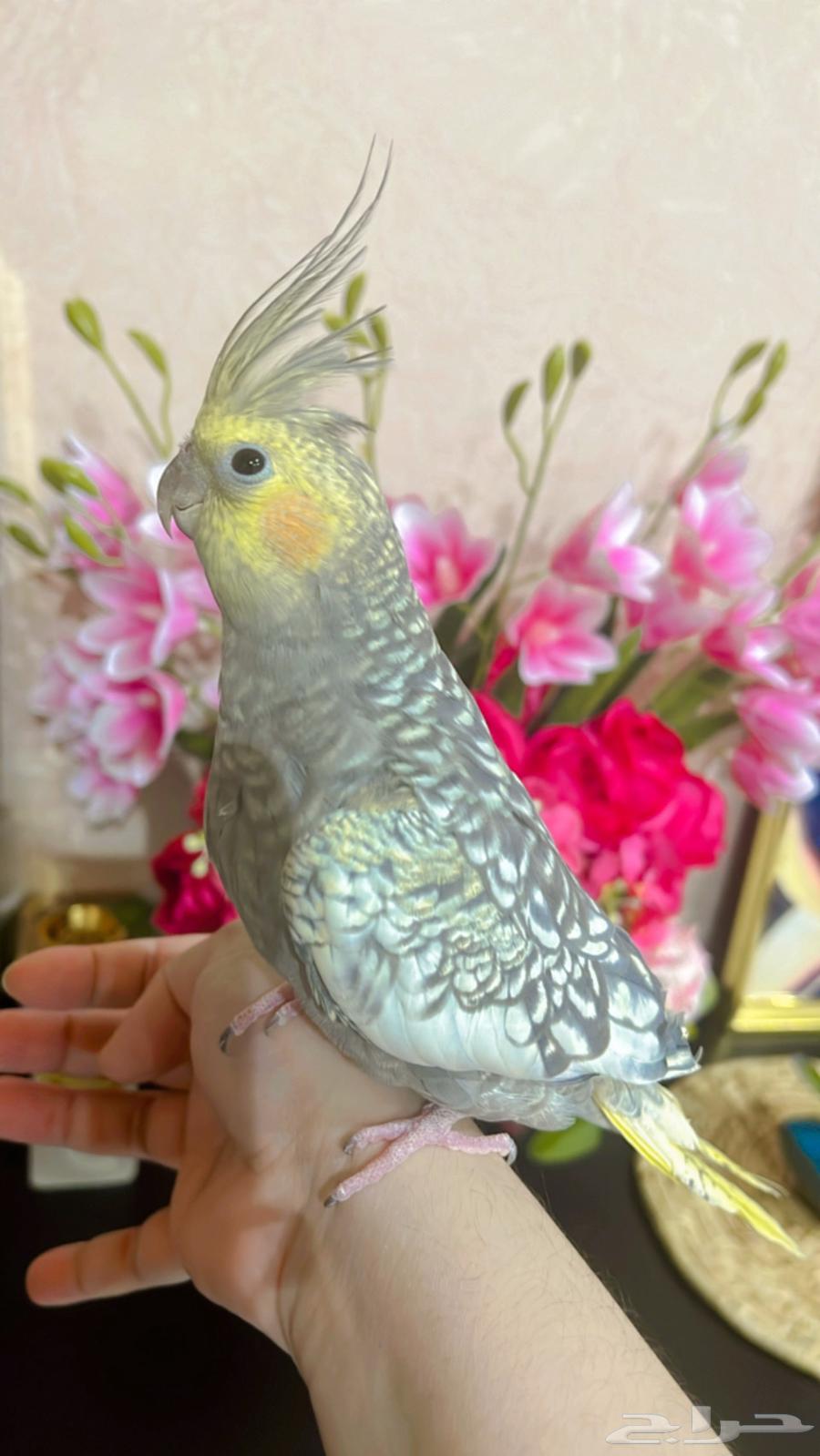 طائر كروان جميل اليف جدا63750525099009113