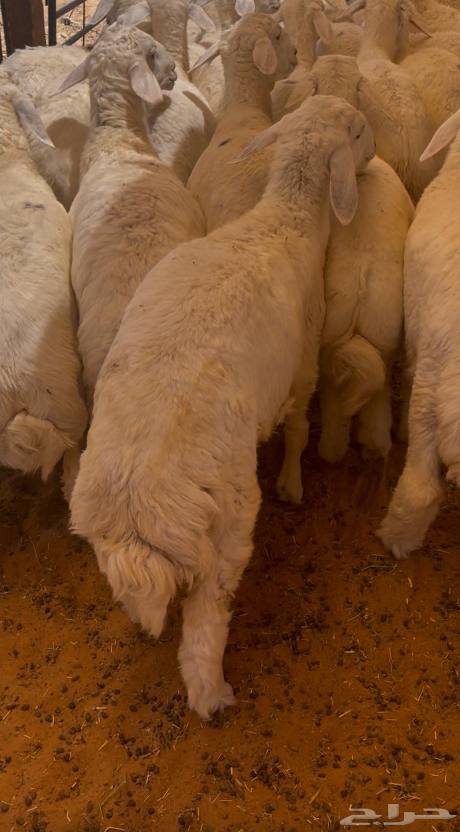 Dhabaih Na3im - Goats - Hary63759821932545113