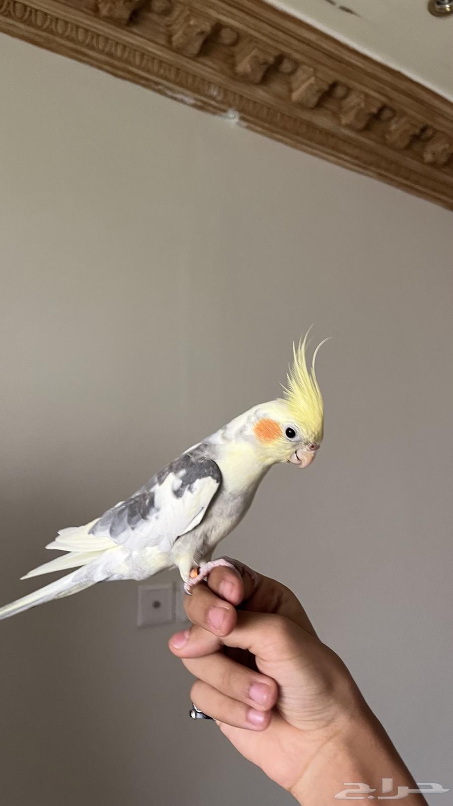 كروان اليف عمره تقريبا 8 اشهر ( انباع)63767825571841114