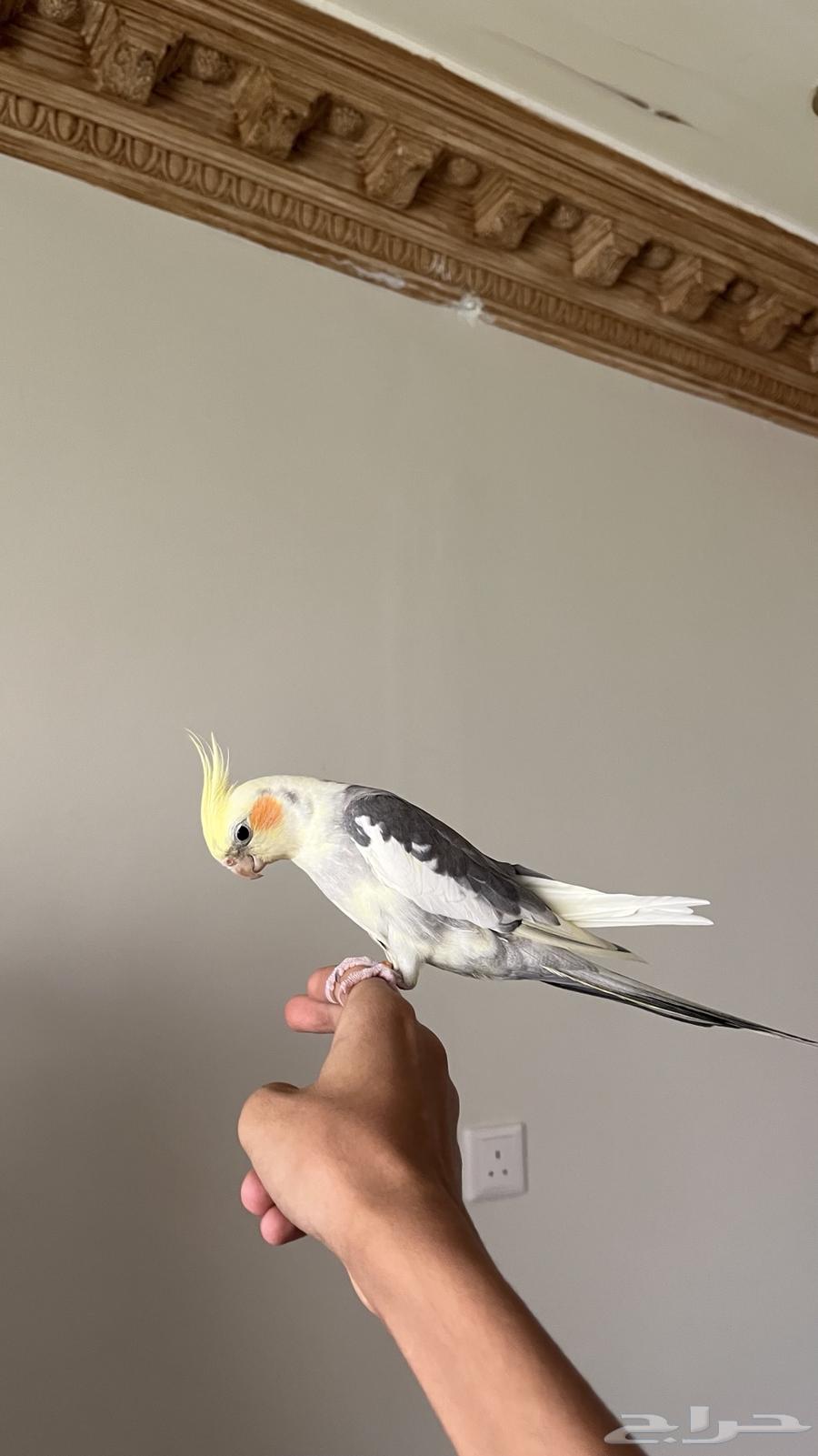 كروان اليف عمره تقريبا 8 اشهر ( انباع)63767825571841112