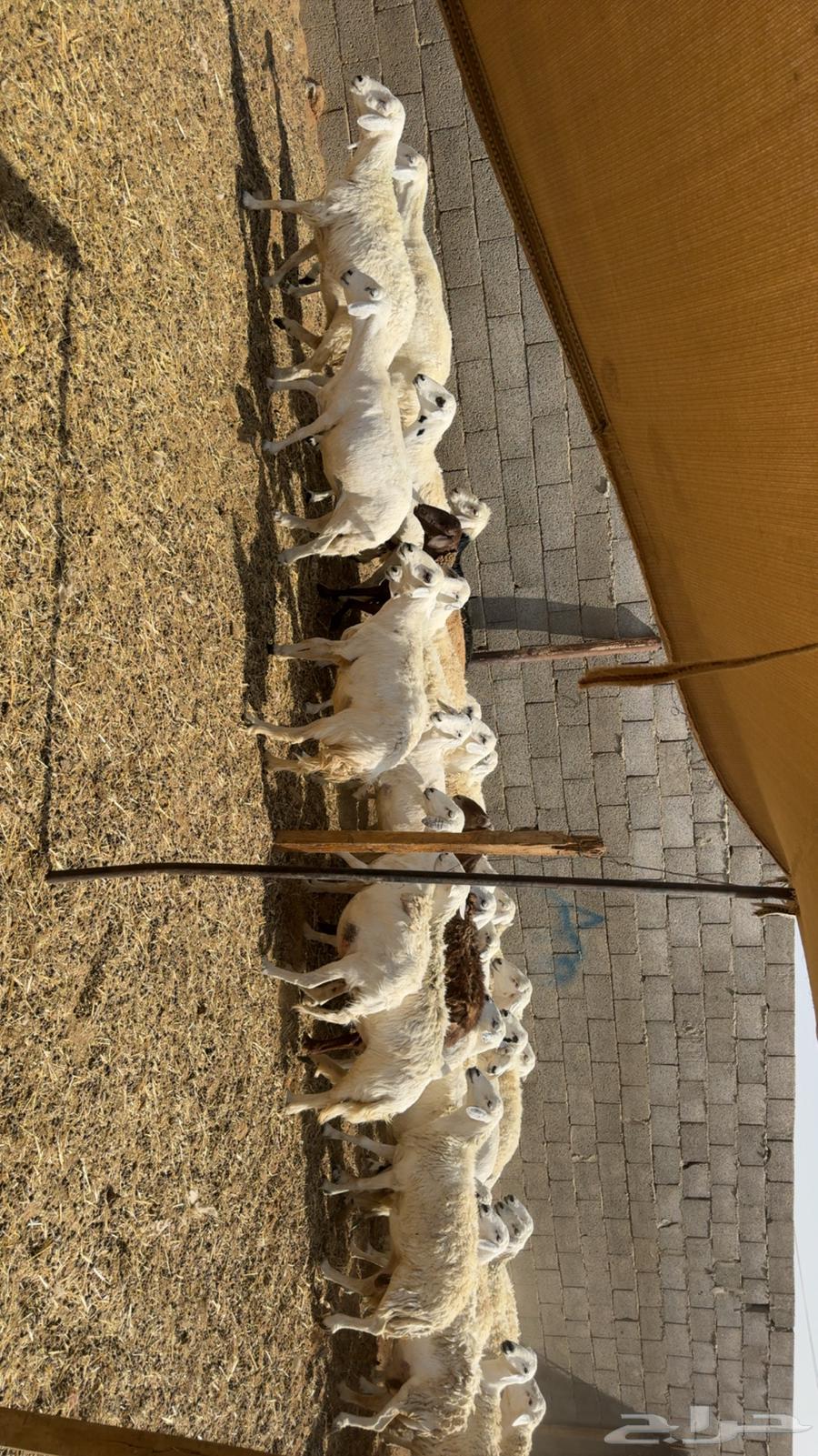 Sheep with rams63767825542530114
