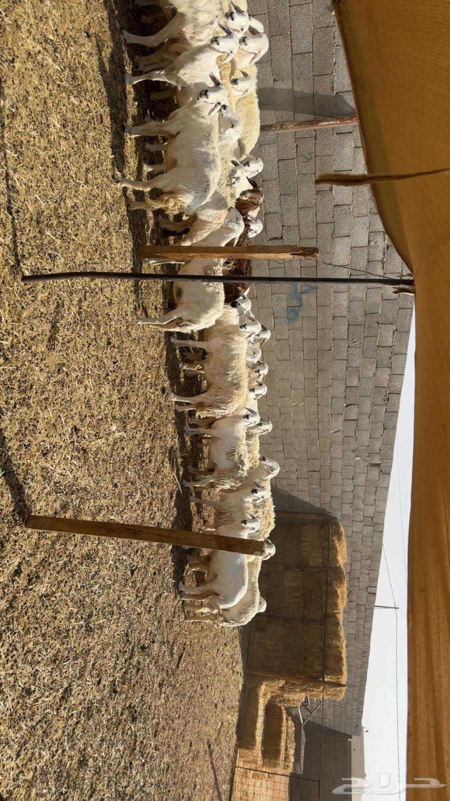 Sheep with rams63767825542530112