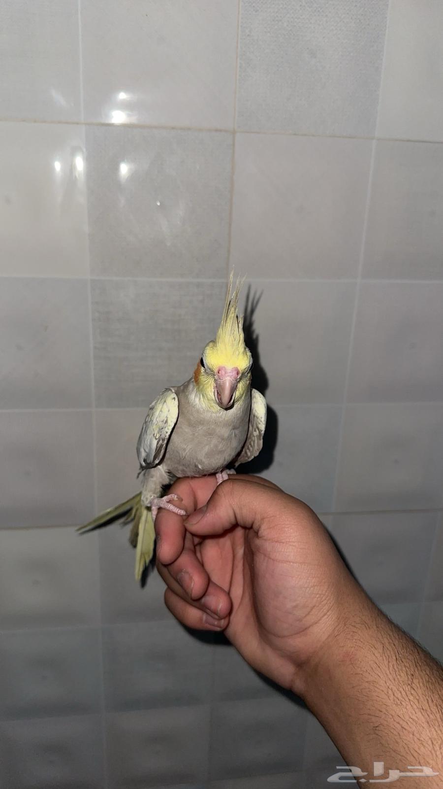 Crowan bird special offer, buy two for 350, each for 20063770116642050114