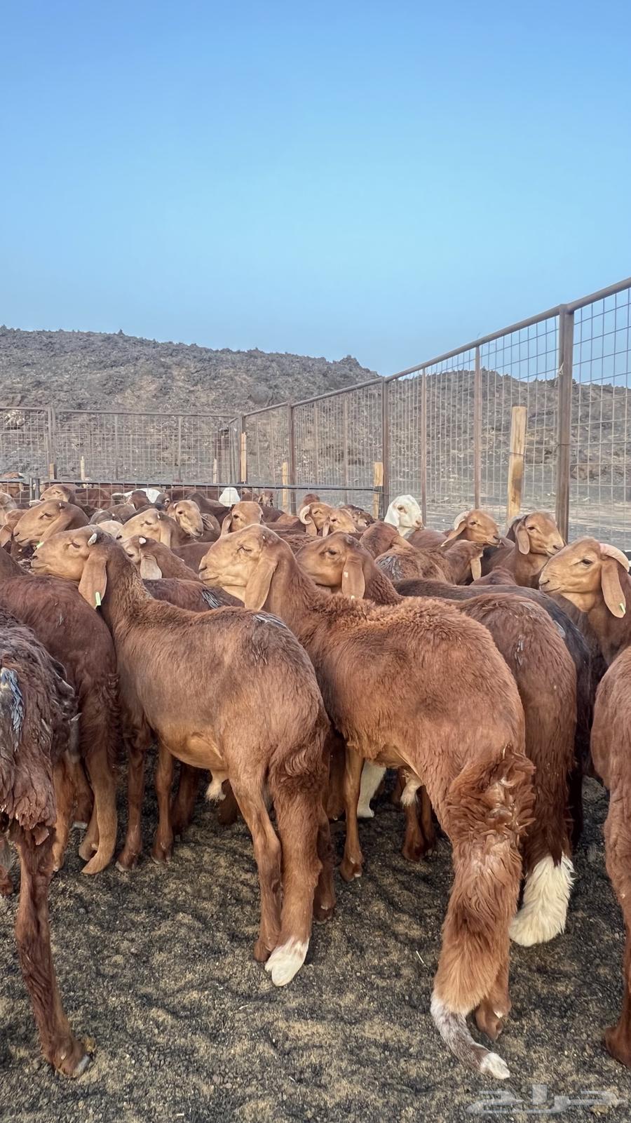 Al-Hamri Al-Murabi Sheep Pens for Wild Breeding, Jabra, and Suman (See Review)63768821888129111