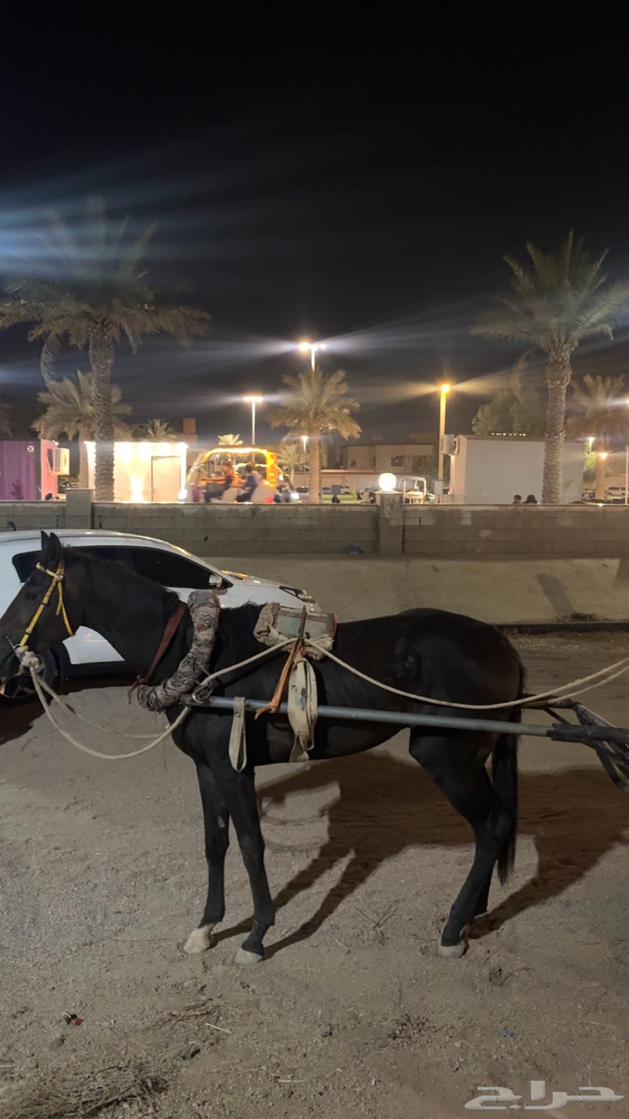 حصان وعربة خيل63762682836995113