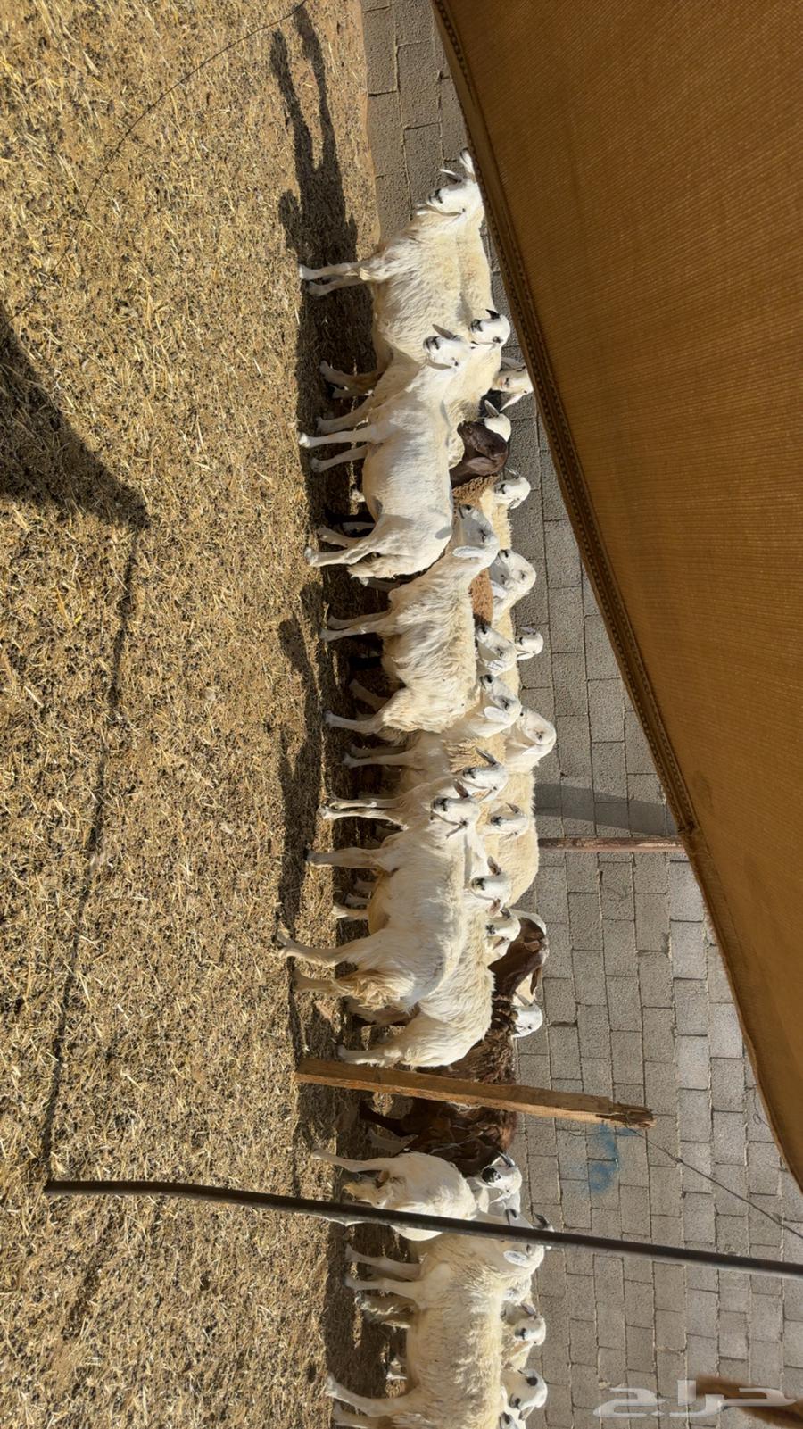 Sheep with rams63767825542530111