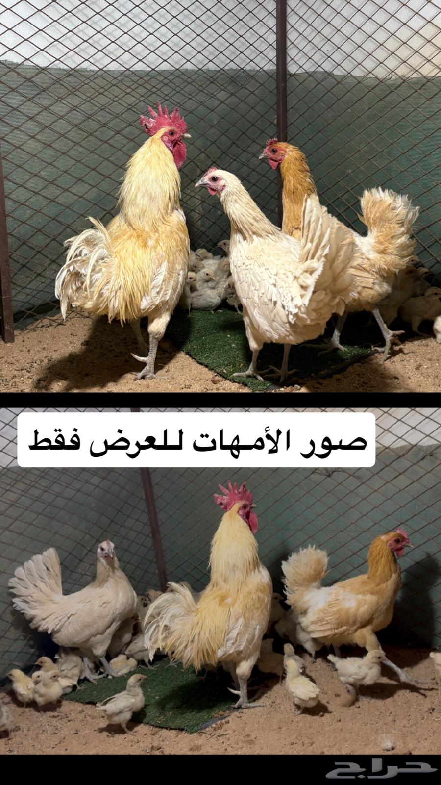 فروخ فيومي للبيع63767633641985112