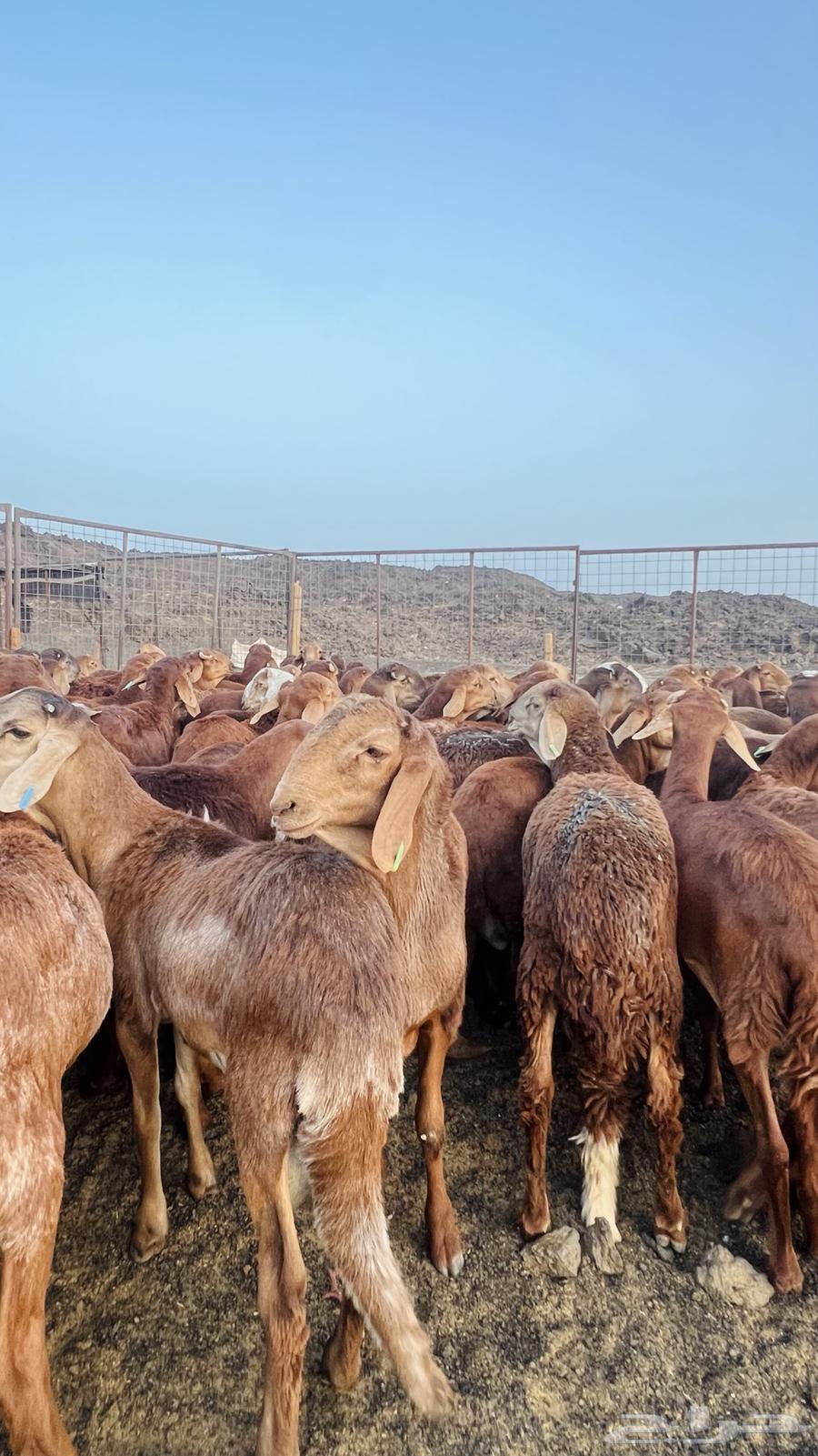 Al-Hamri Al-Murabi Sheep Pens for Wild Breeding, Jabra, and Suman (See Review)63768821888129110