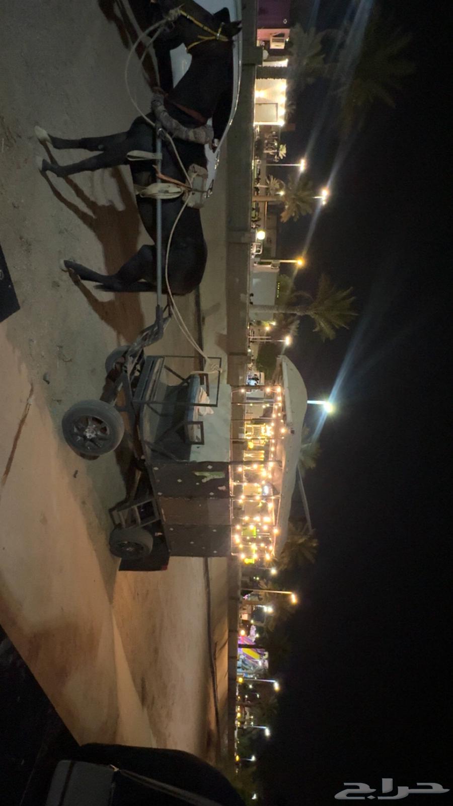 حصان وعربة خيل63762682836995112
