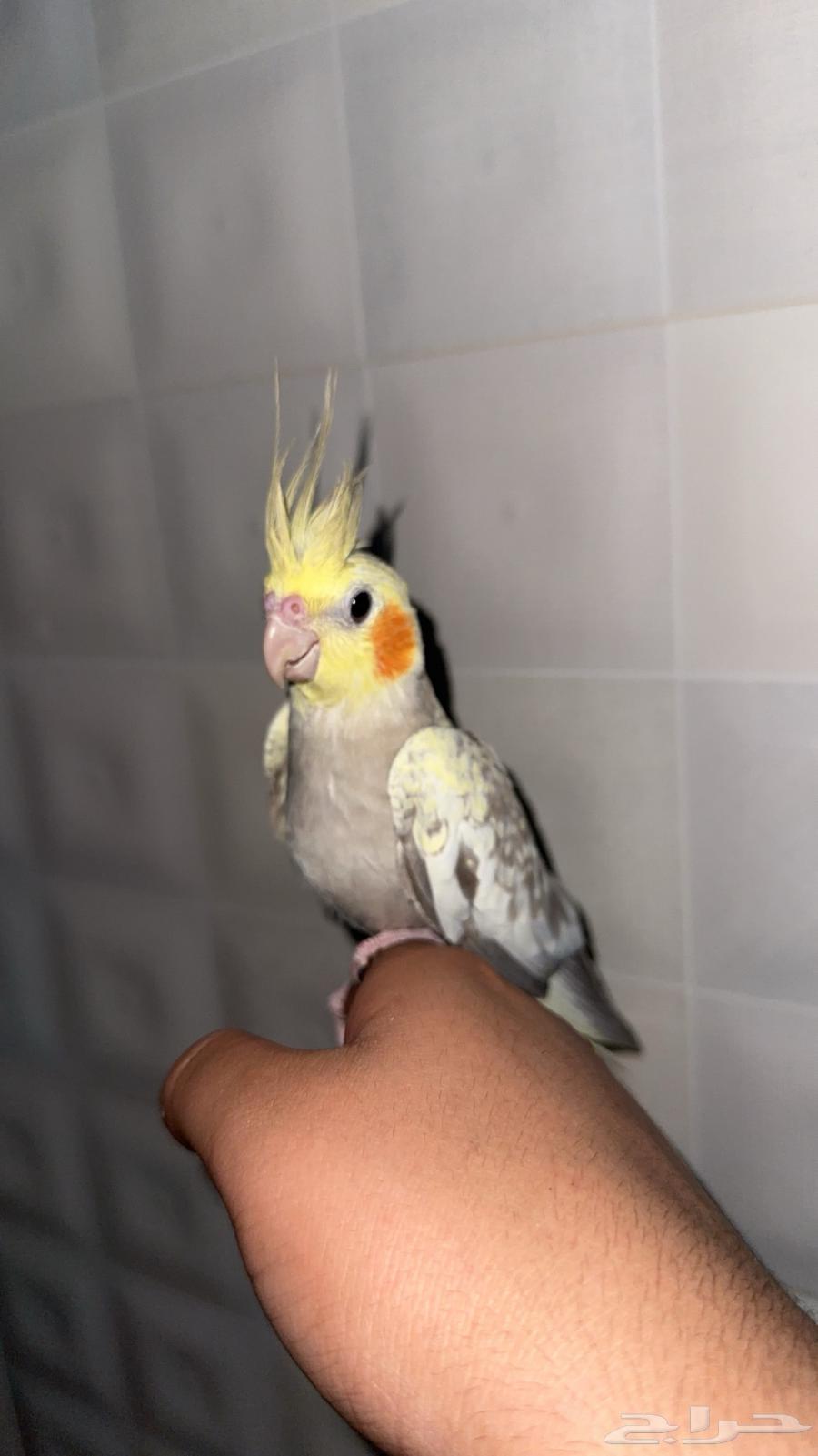 Crowan bird special offer, buy two for 350, each for 20063770116642050113