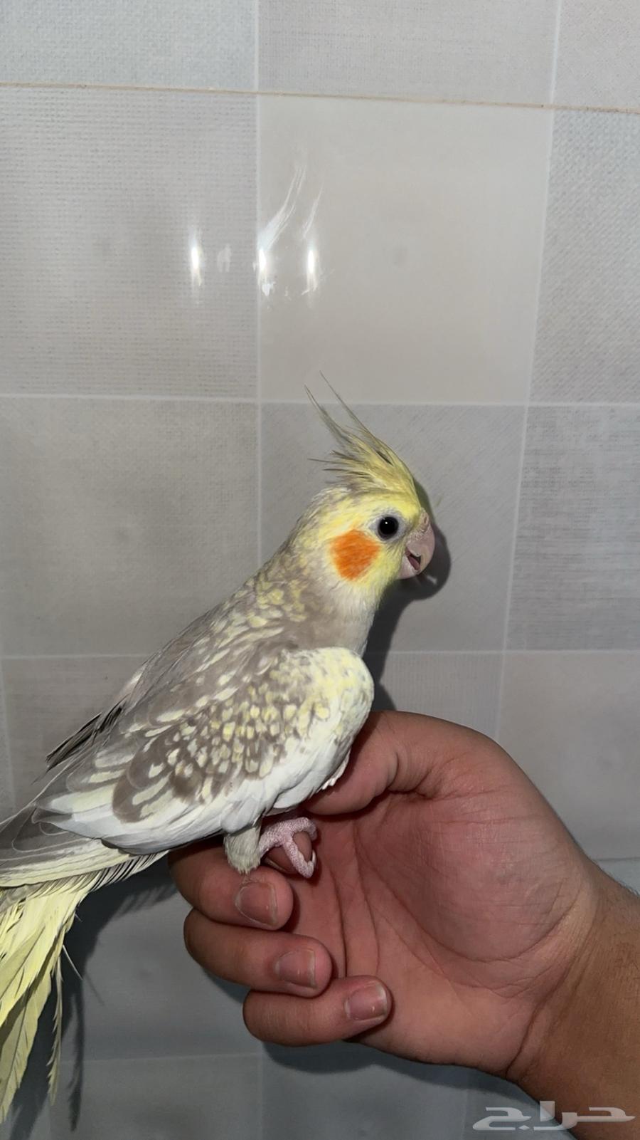 Crowan bird special offer, buy two for 350, each for 20063770116642050112