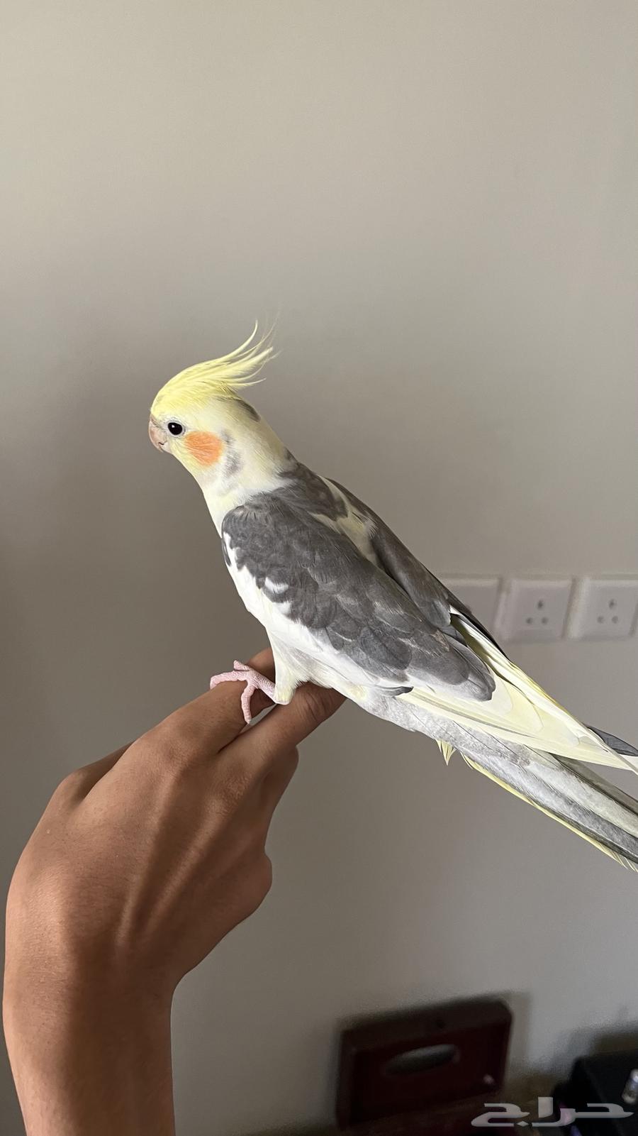 كروان اليف عمره تقريبا 8 اشهر ( انباع)63767825571841113