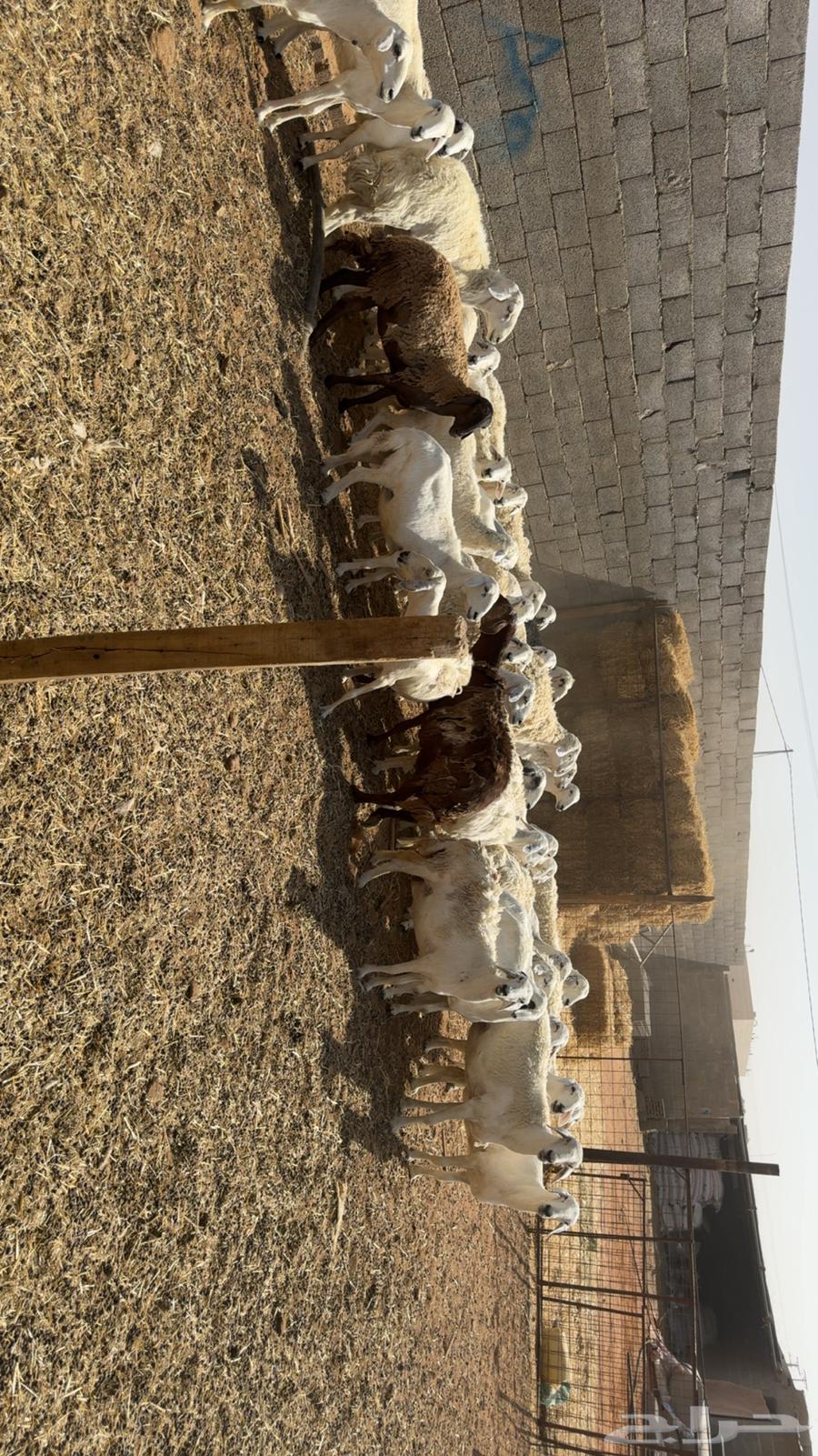Sheep with rams63767825542530110