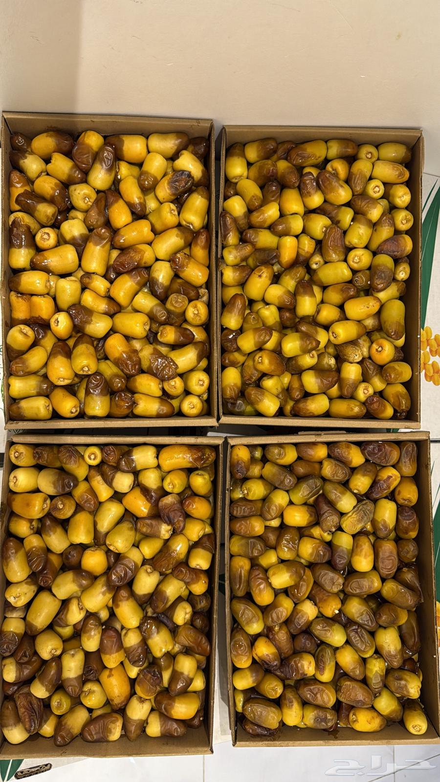 Barhi Dates63773706994945110