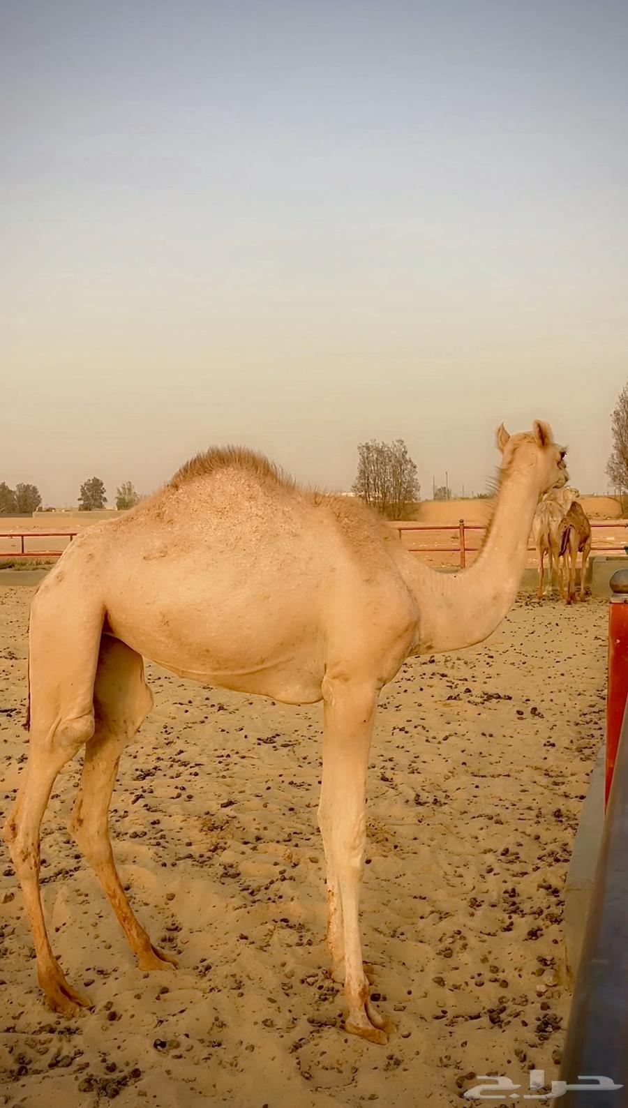 بكره اصيل مفروده للبيع سلالتها طيبه وسبق من النوادر63773519634561110