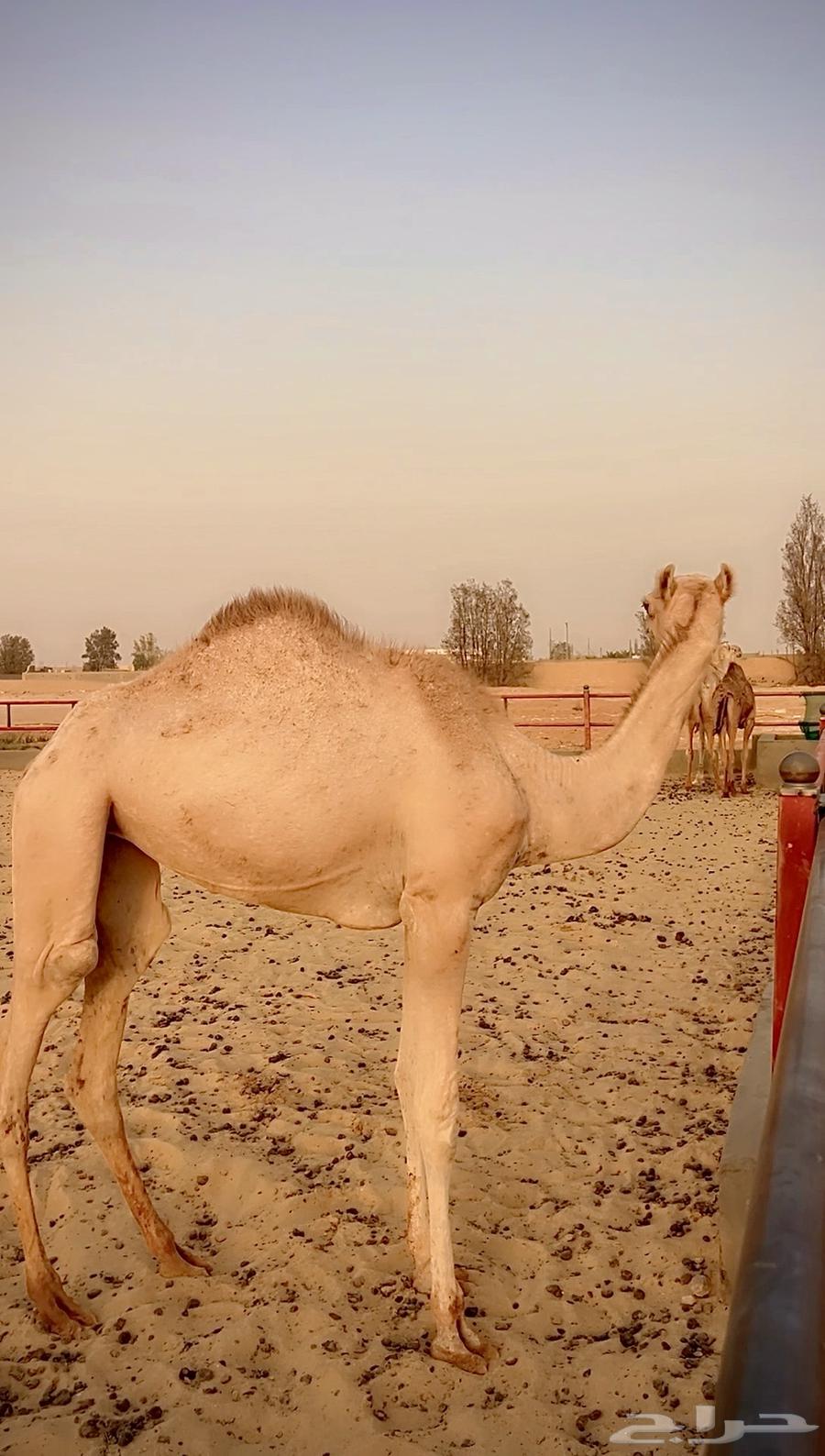 بكره اصيل مفروده للبيع سلالتها طيبه وسبق من النوادر63773519634561114