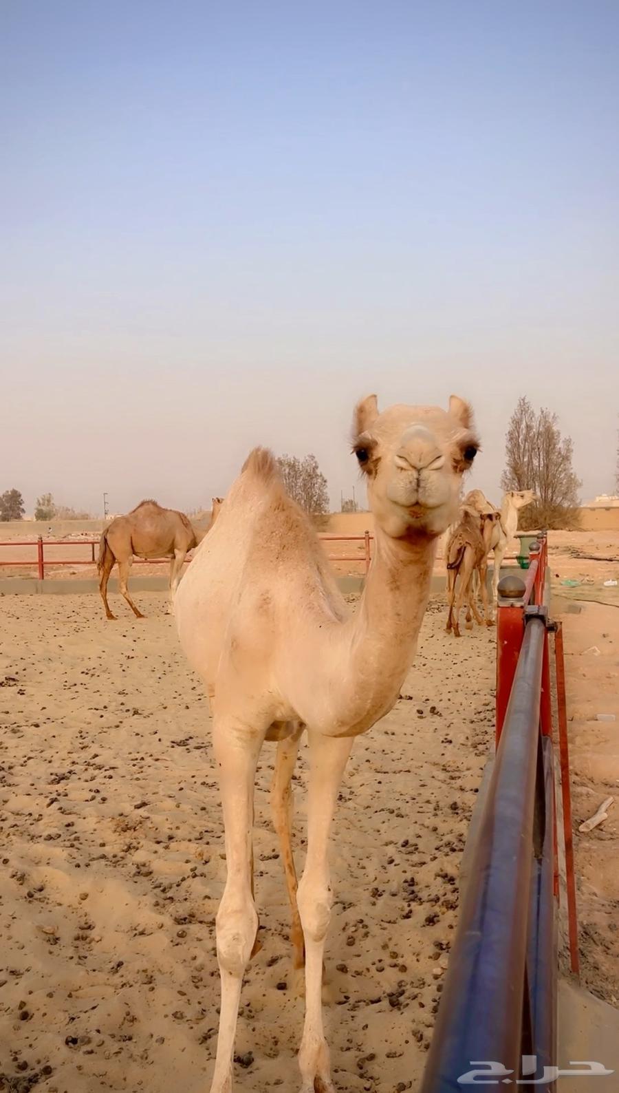 بكره اصيل مفروده للبيع سلالتها طيبه وسبق من النوادر63773519634561112