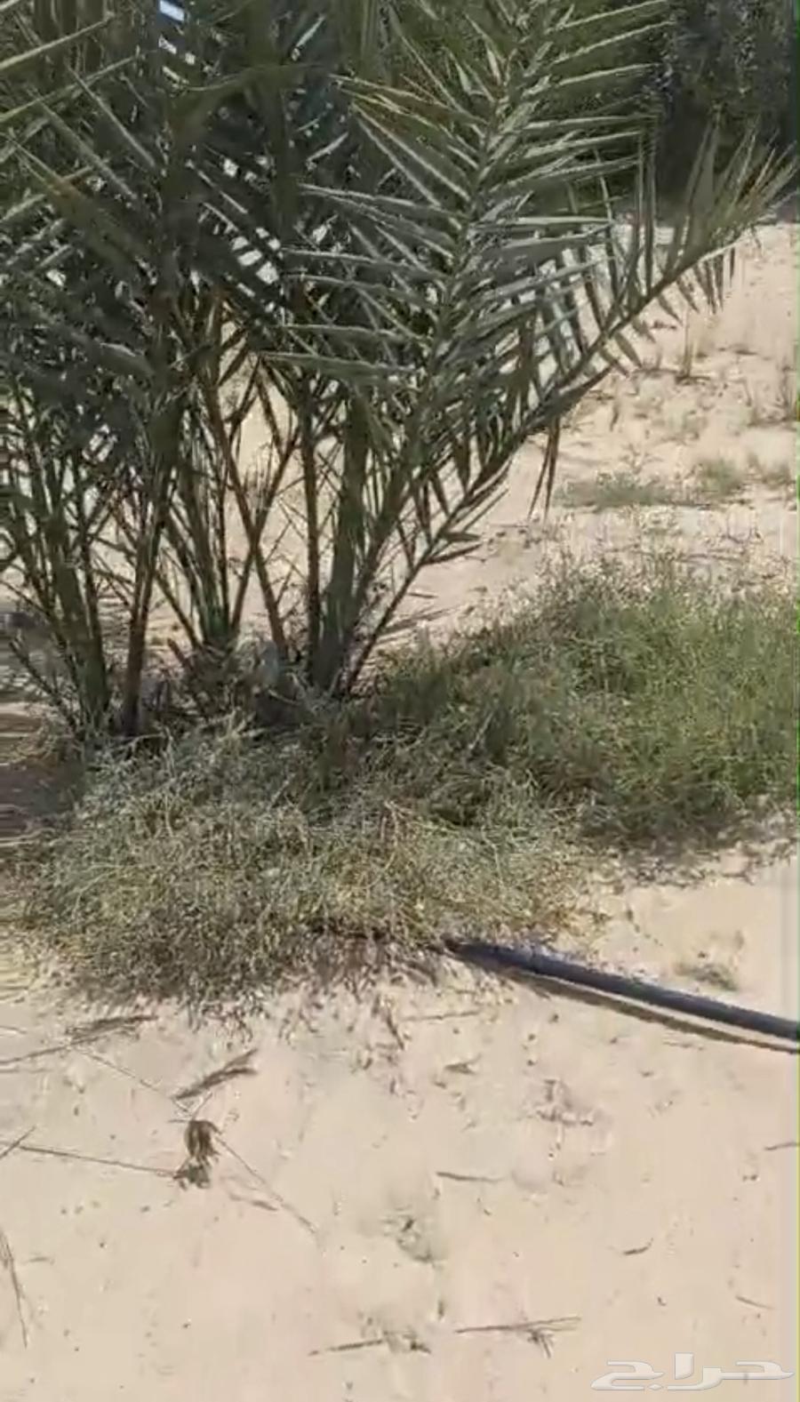 للبيع نخيل خلاص نقايل63762886200066110