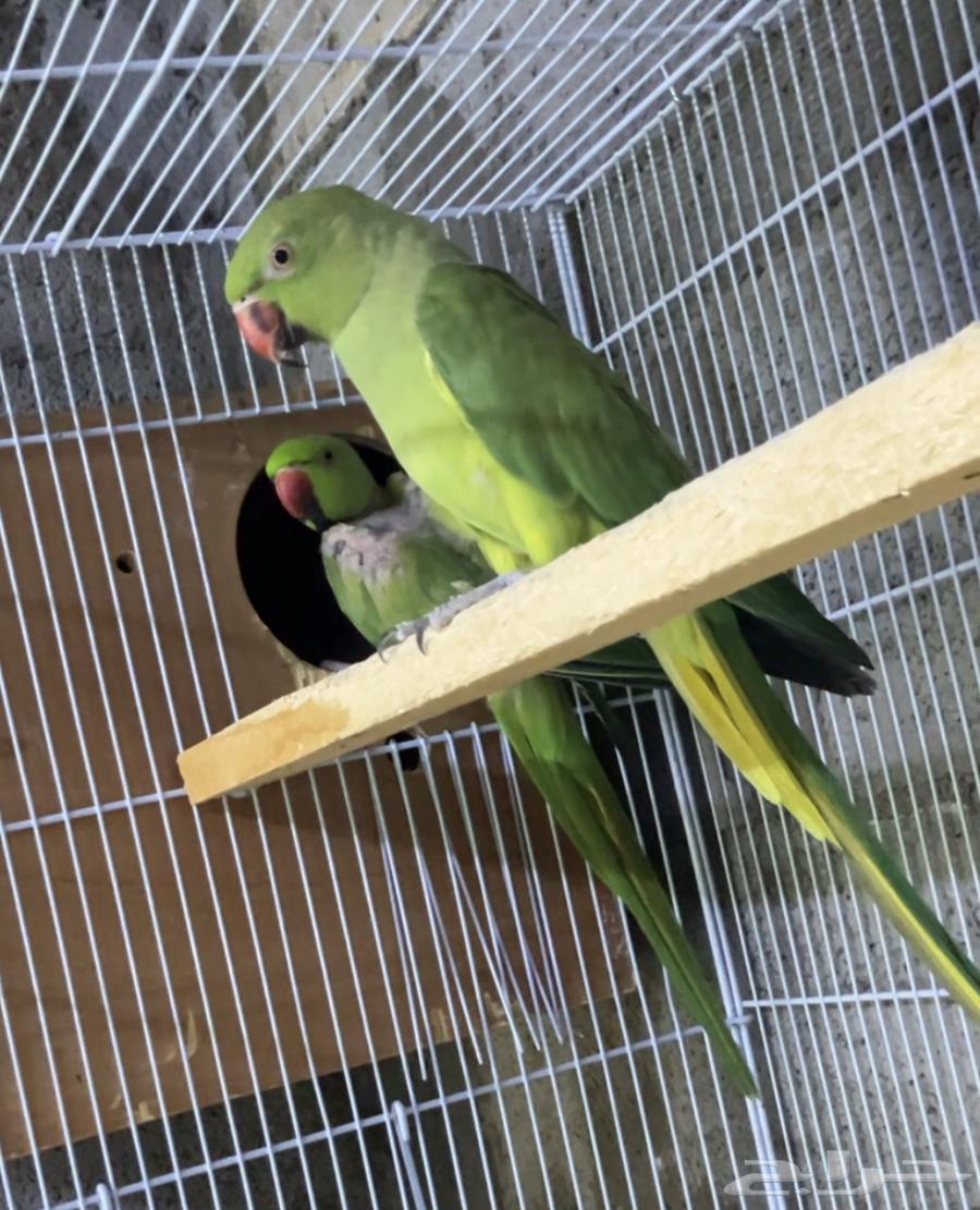 Indian Parrot63773707127169110