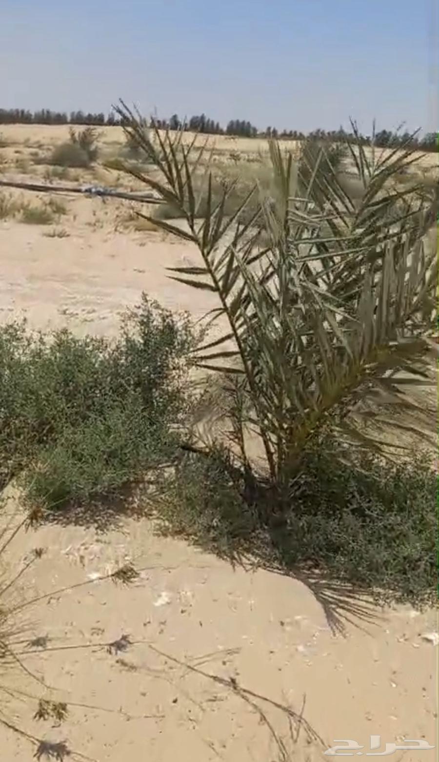 للبيع نخيل خلاص نقايل63762886200066111