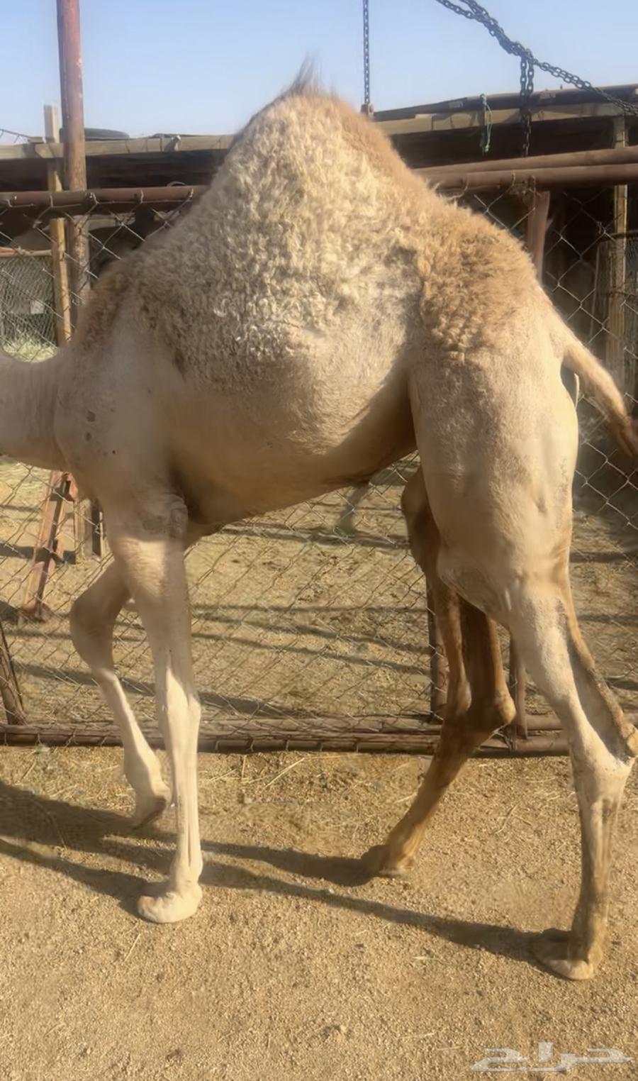 حواره لبانيه شراكه ارباع واثمان63767232832129110