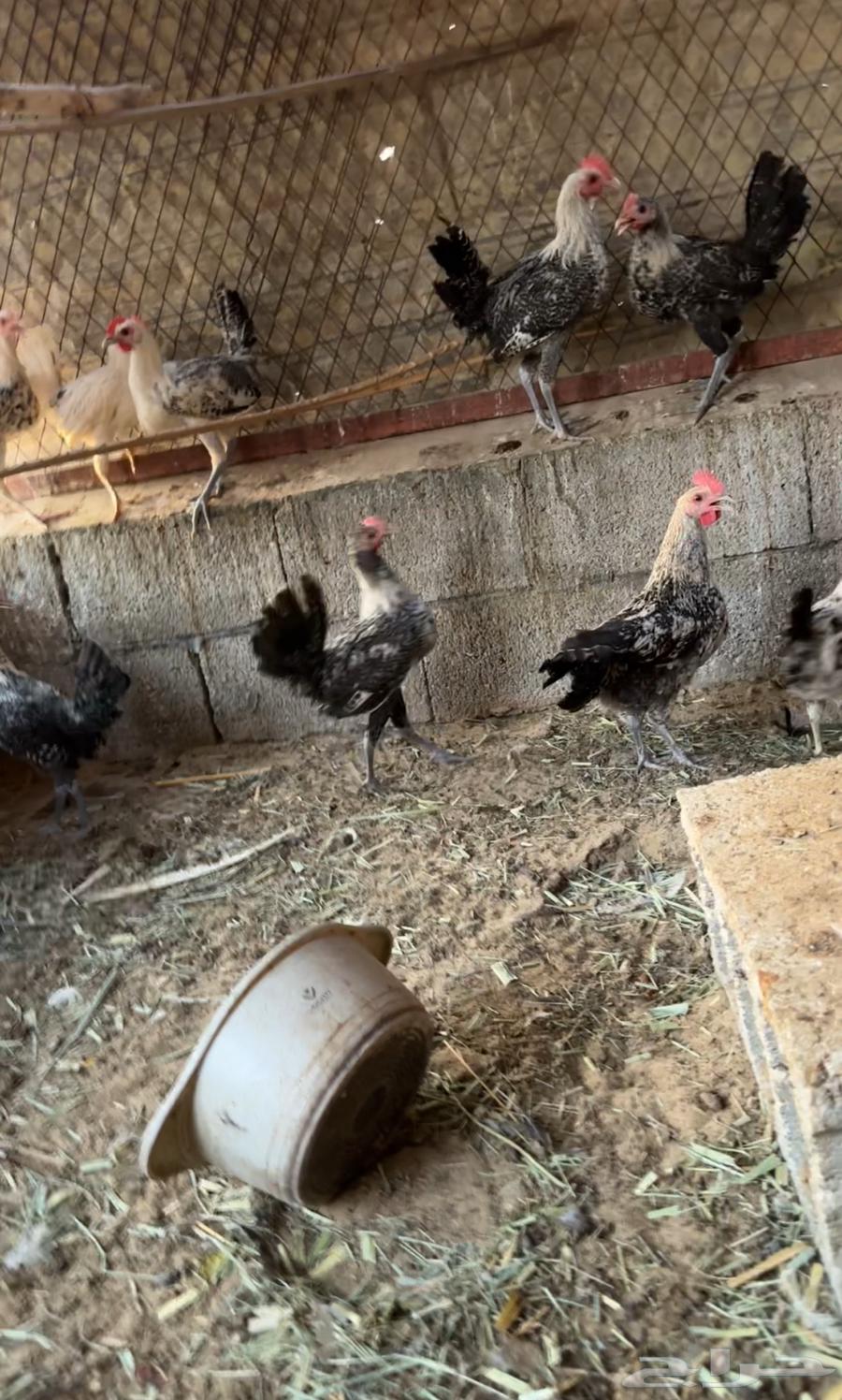 للبيع ديوك عمر 4 5 أشهر63764959463683112