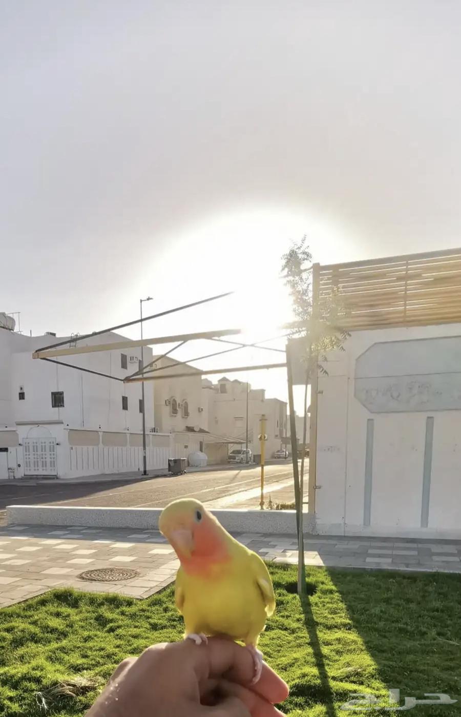 روز هدد الزين ياهل الزين63765460453761111