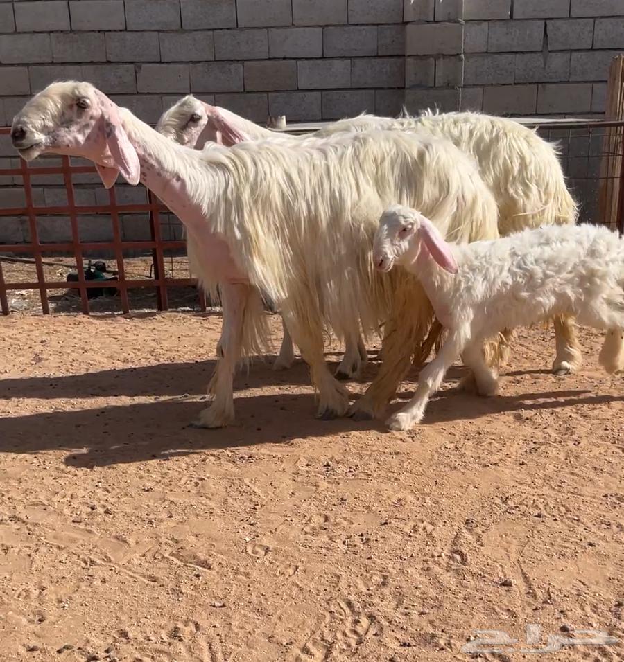 للبيع شياه عيساء كفووو والد تمم البيع63770119838083111