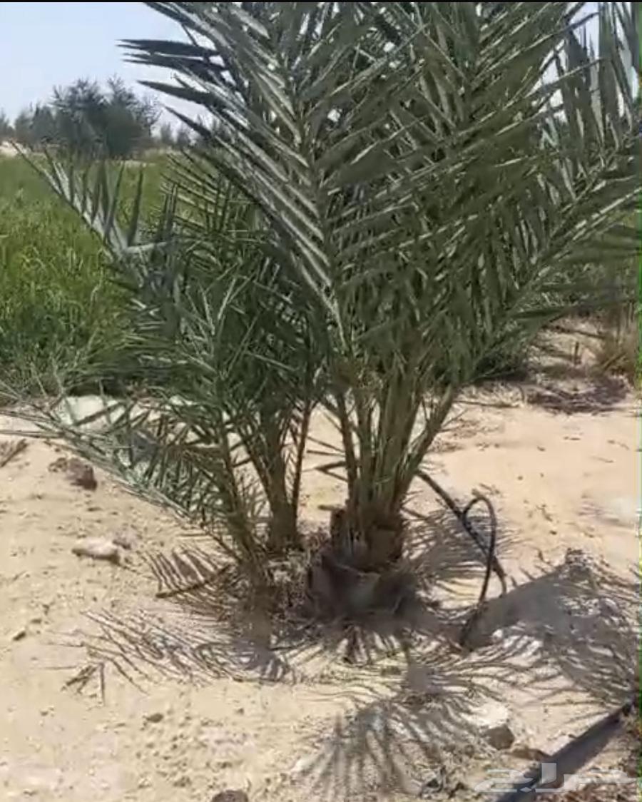 للبيع نخيل خلاص نقايل63762886200066112