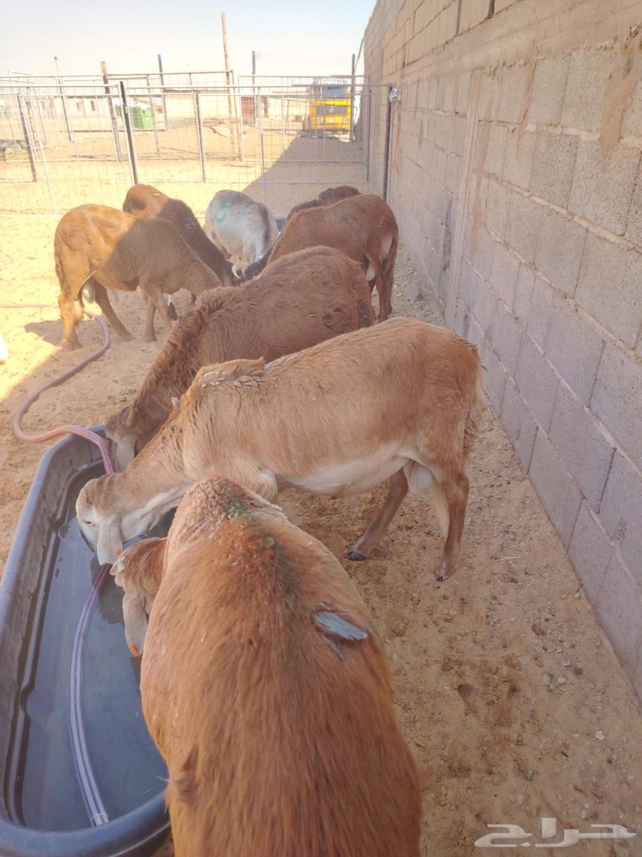بربري وتيوس وسواكن وقعدان للبيع جمله وتفريد63389172676099111