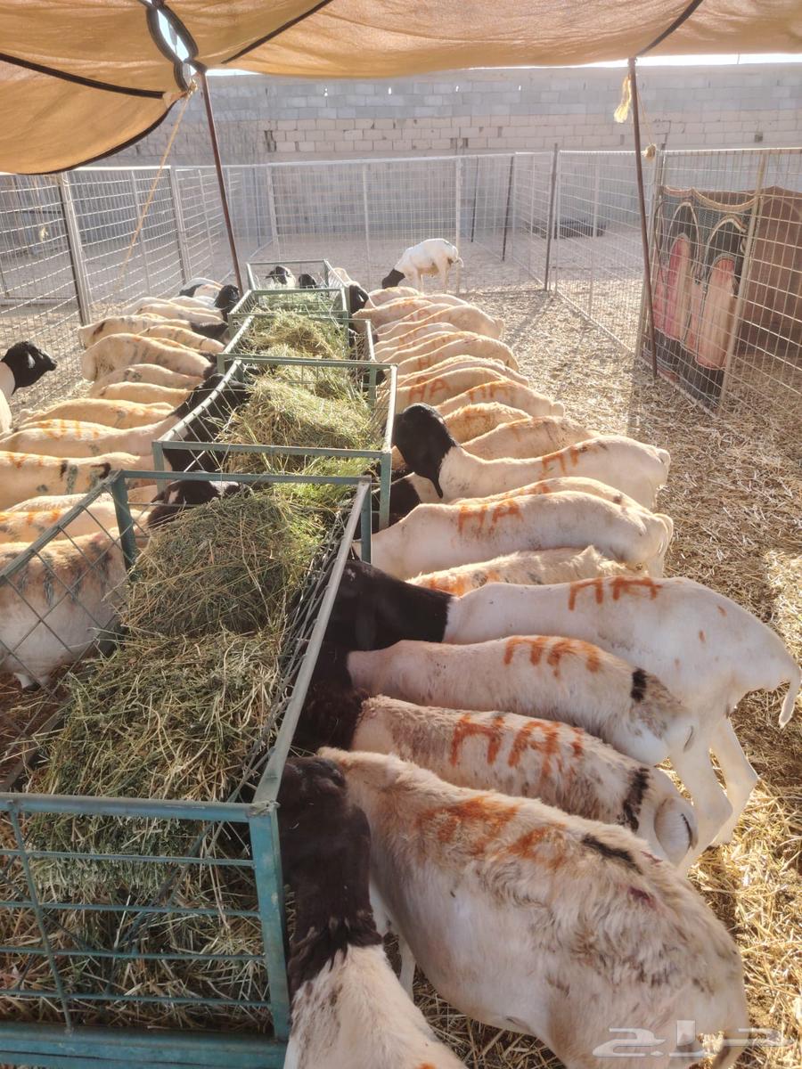 بربري وتيوس وسواكن وقعدان للبيع جمله وتفريد63389172676099114