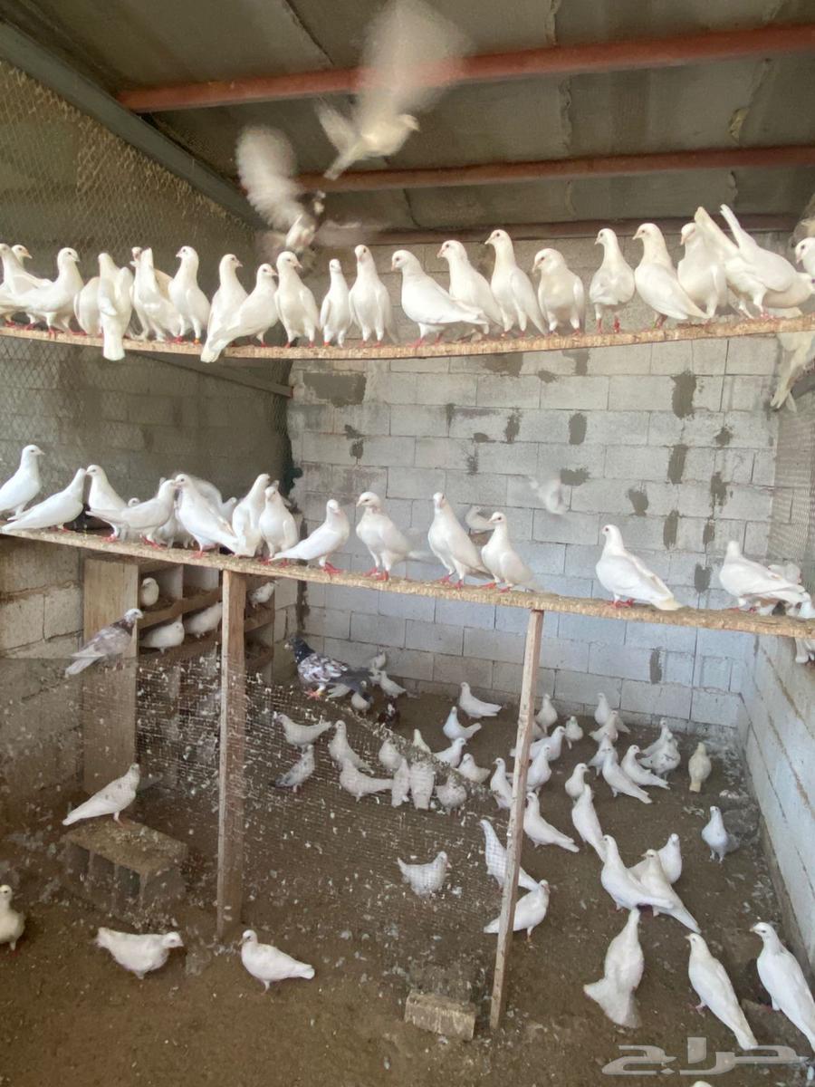 Super Jumbo French Pigeons63773519640833112