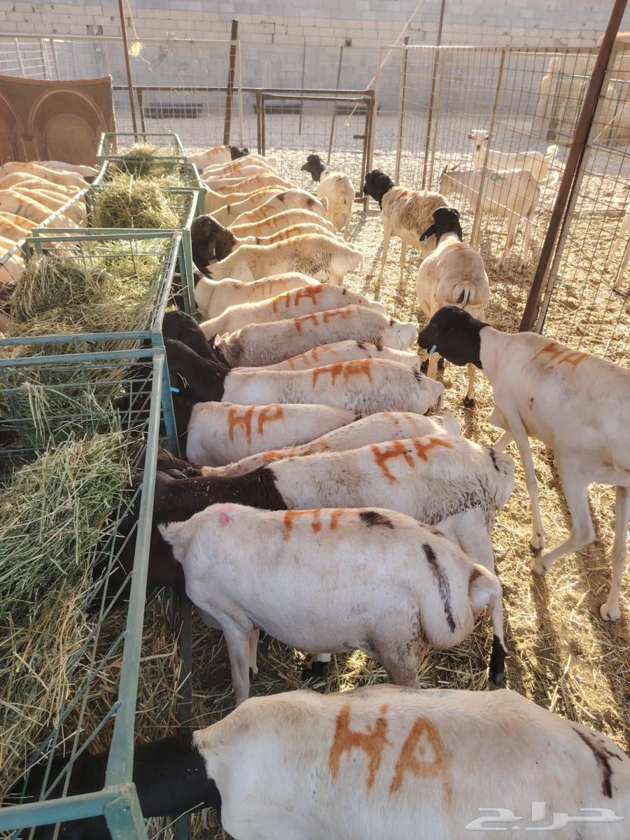 بربري وتيوس وسواكن وقعدان للبيع جمله وتفريد63389172676099113